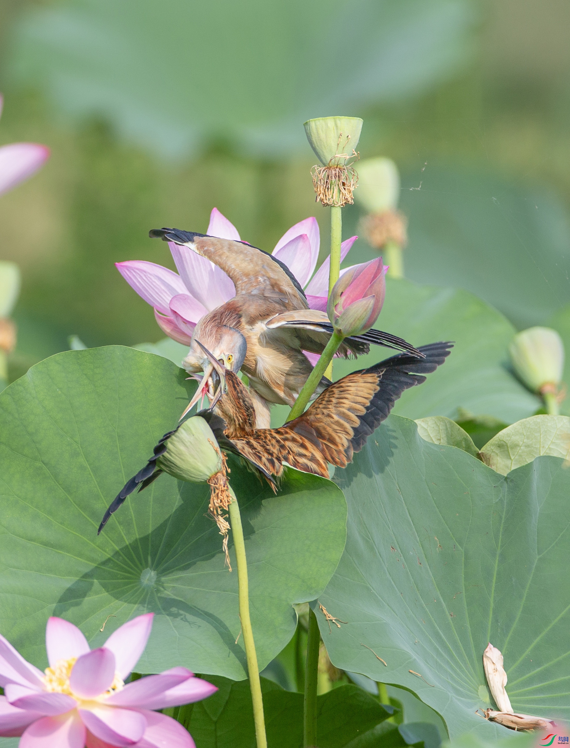 673A5405 ����.jpg