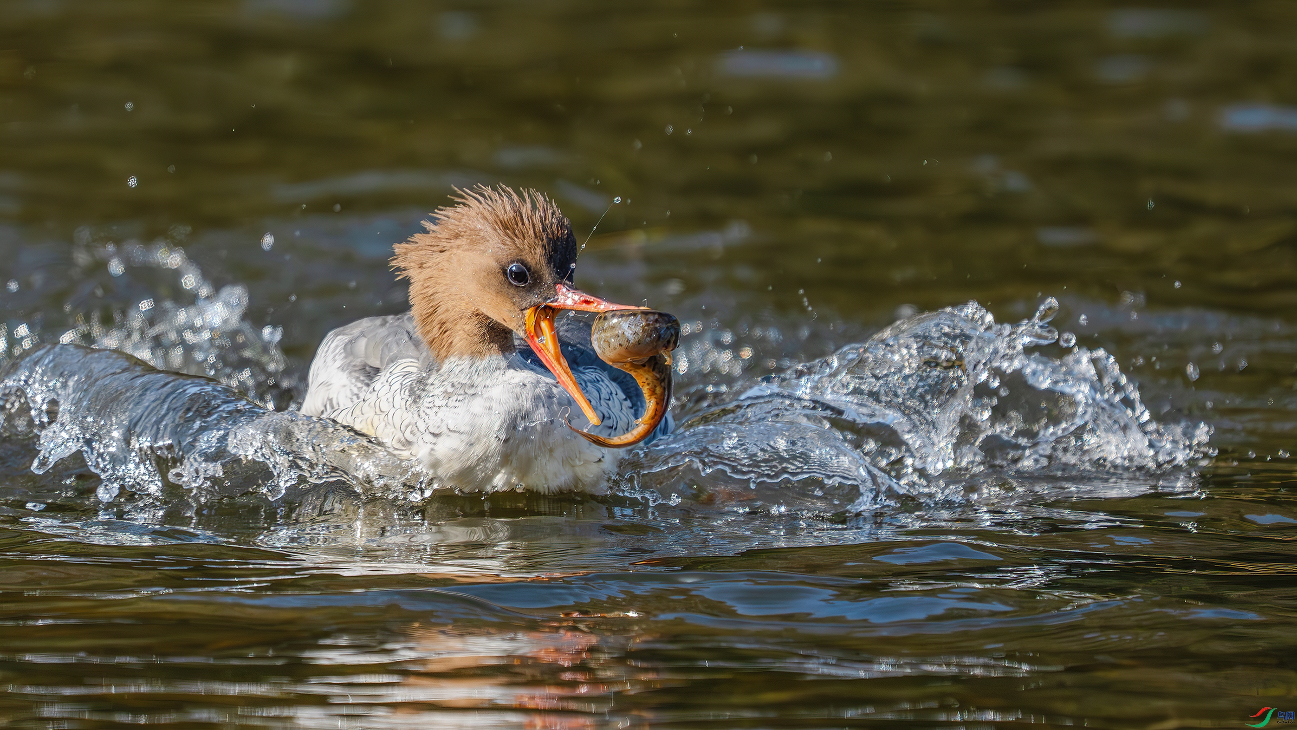 _DSC6801 ����.jpg