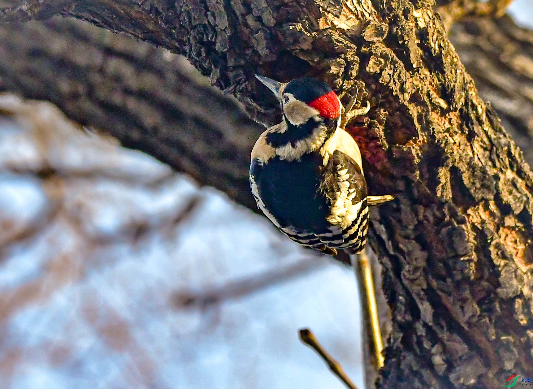 DSC_9544   ��_1.jpg