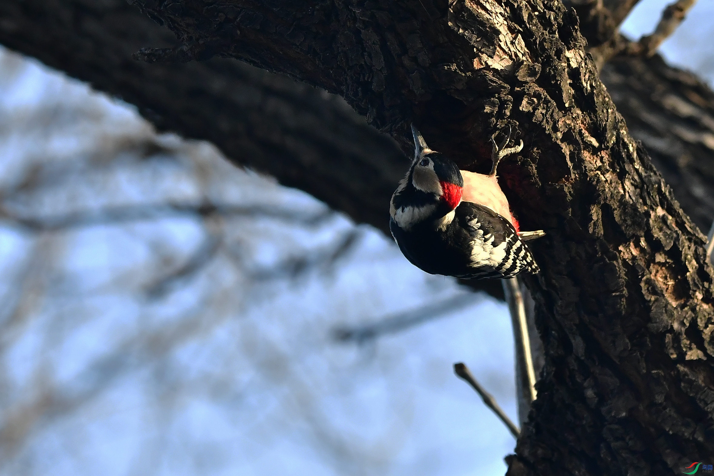 DSC_9542.JPG
