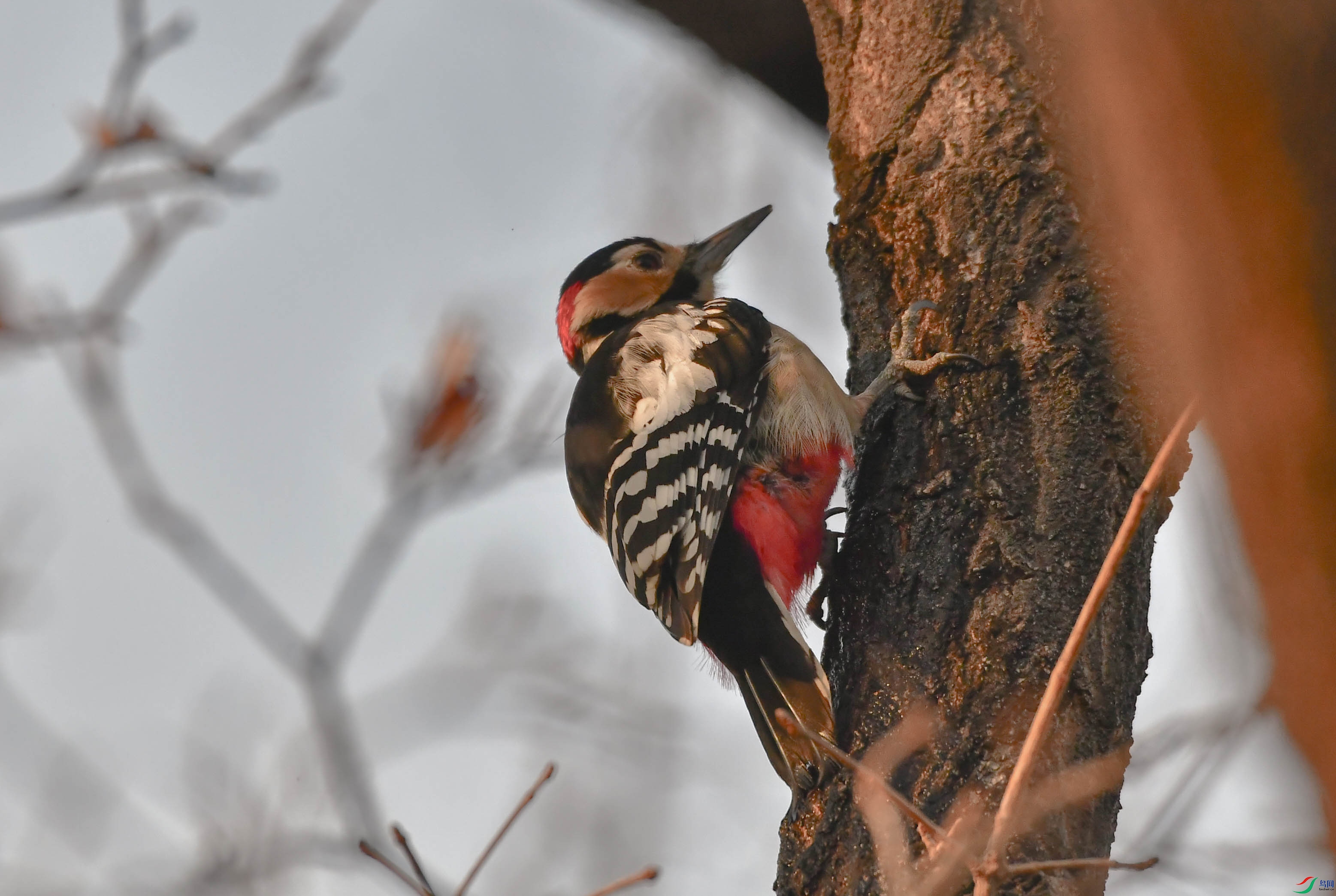 DSC_9763   ��.jpg