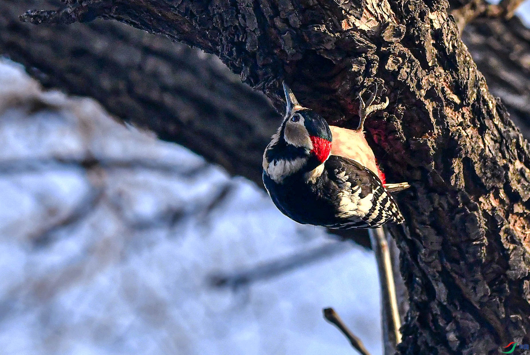 DSC_9542   ��.jpg