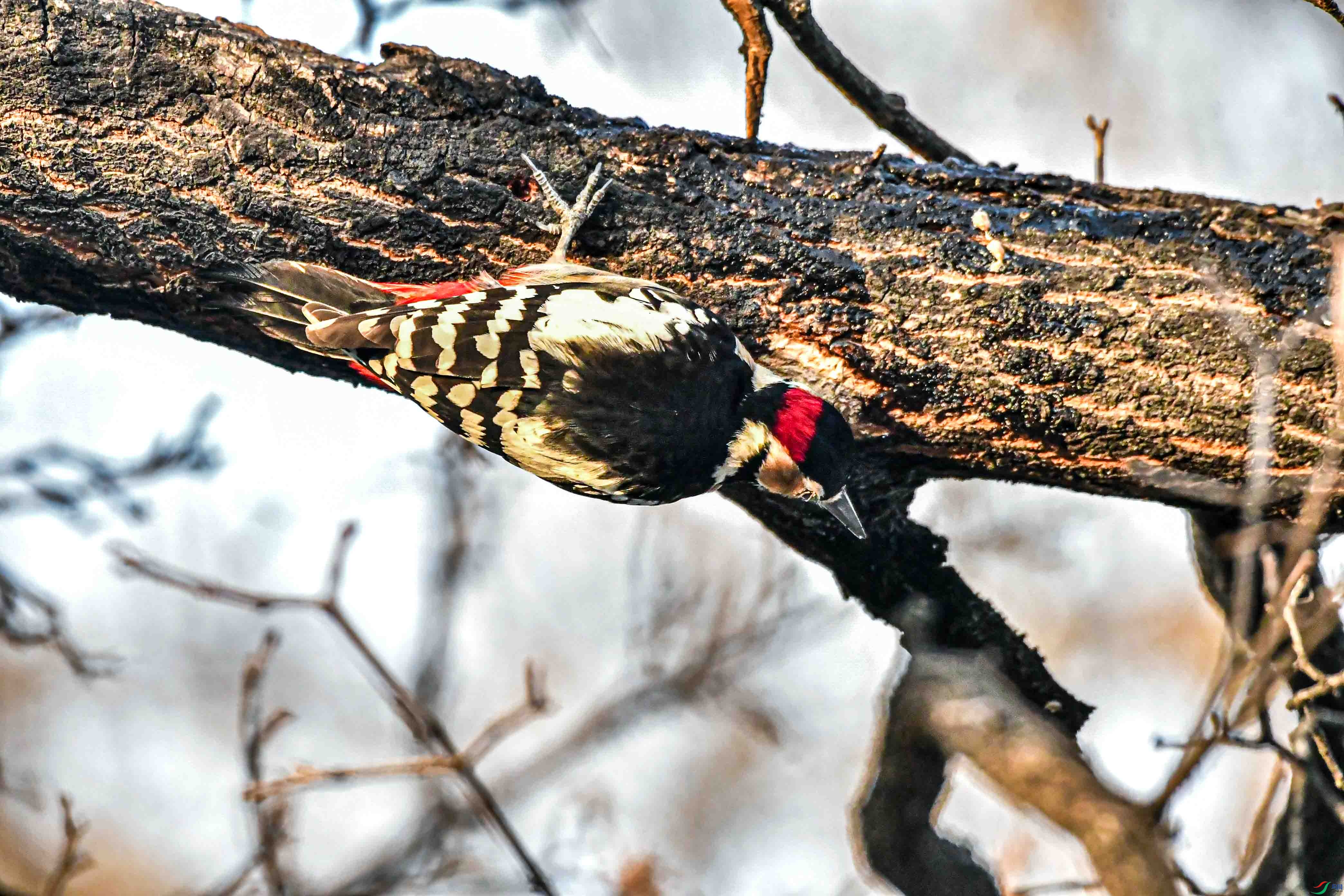 DSC_9736   ��.jpg