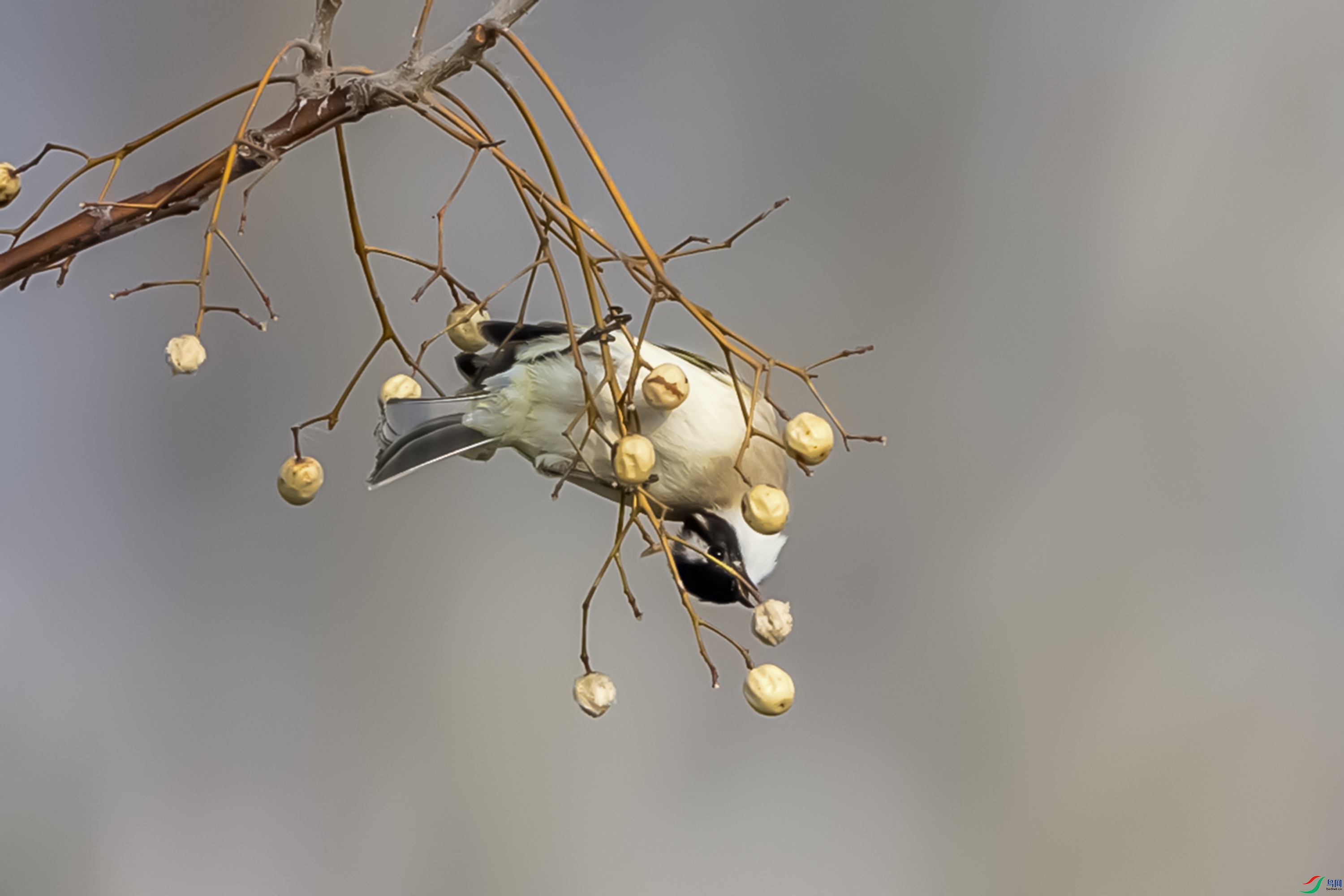 IMG_1916 ����0.jpg