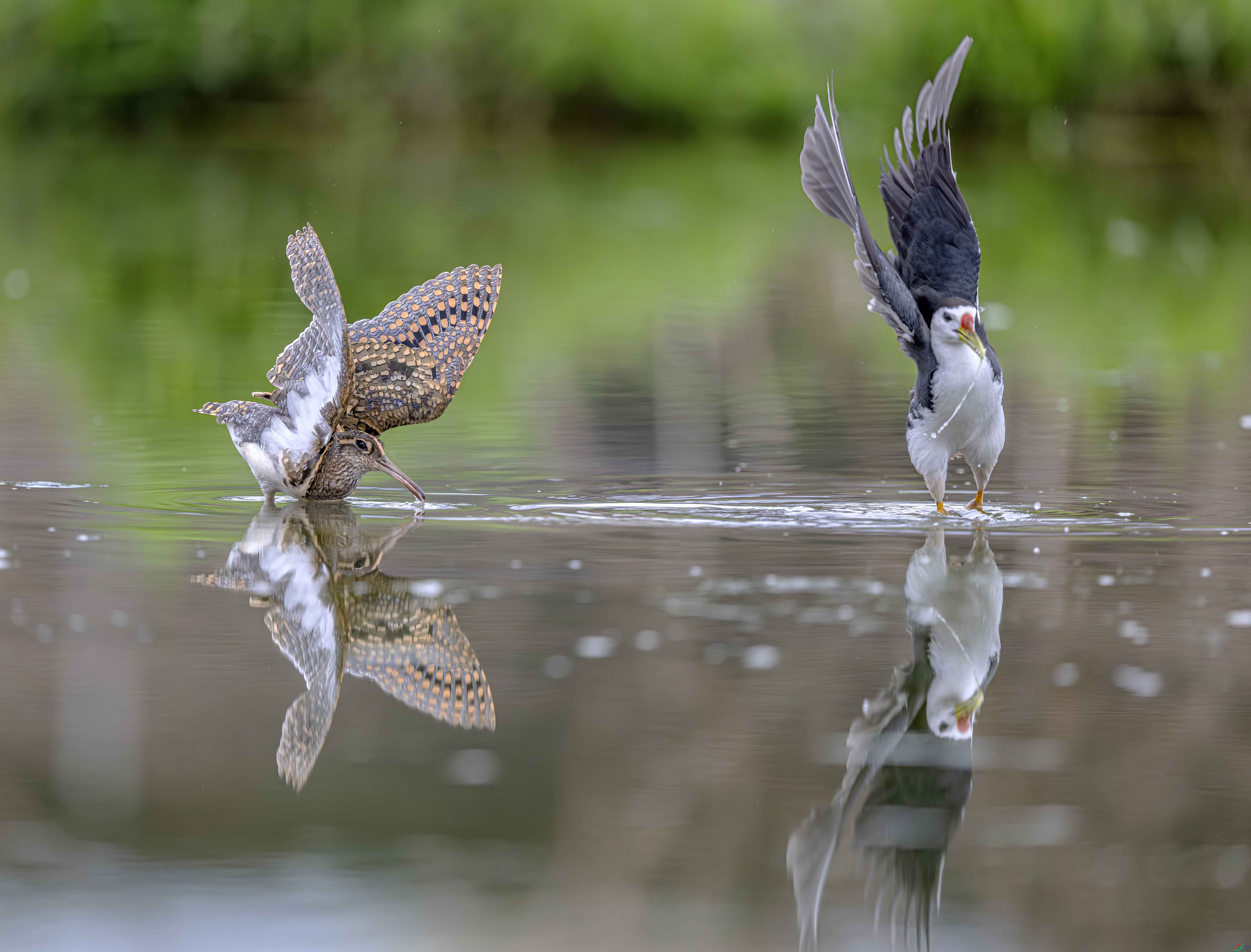 DSC_6493 ����.jpg