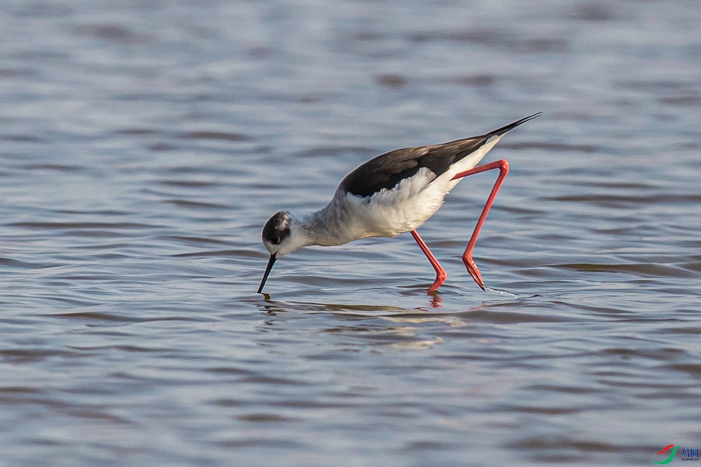 _90I6237 ����.jpg