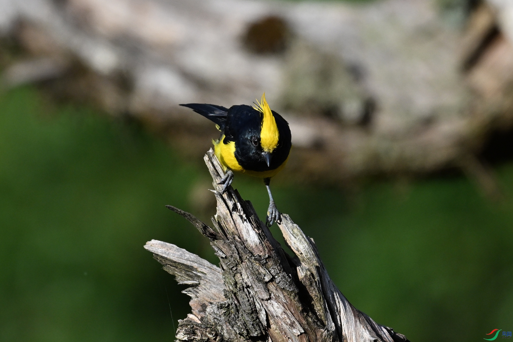DSC_2397.JPG