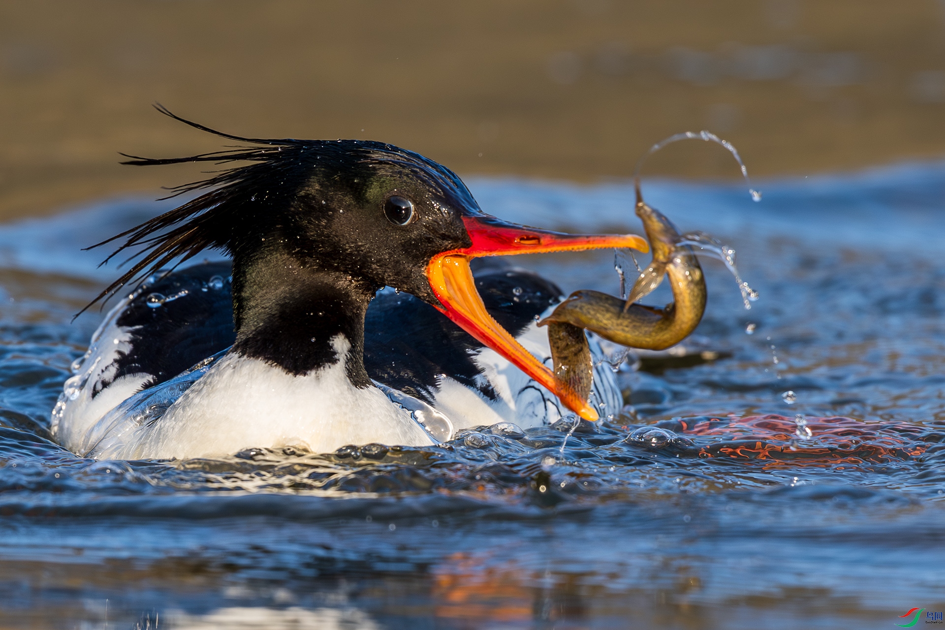 _F9A6328 ����.jpg