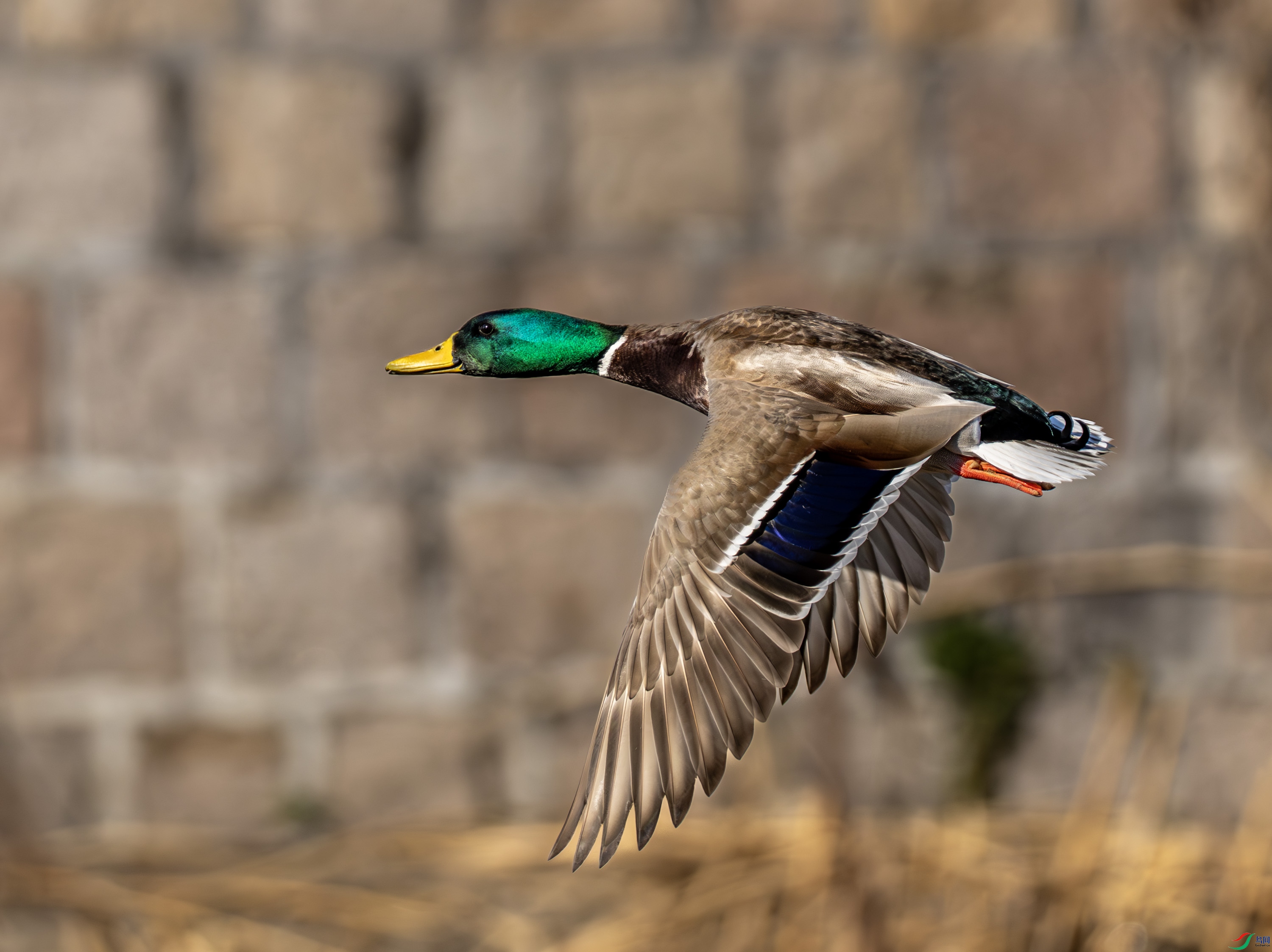 ��ͷѼ-01 (1 - 1).jpg