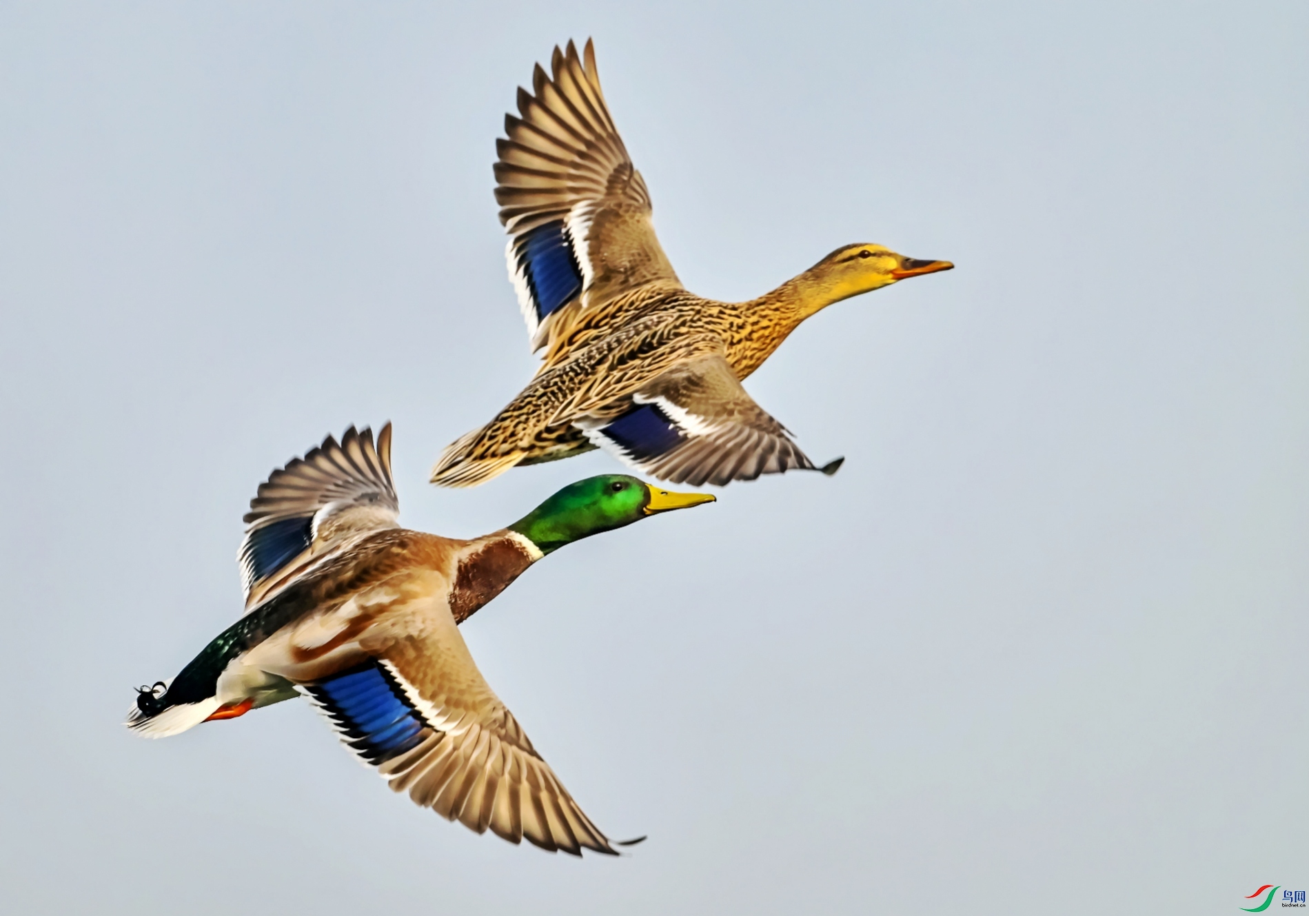DSC_2296---_conew1.jpg