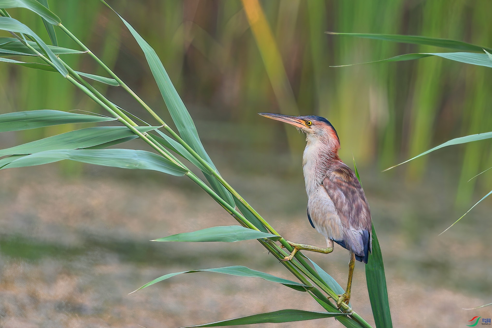 AQ4P8533-1.jpg