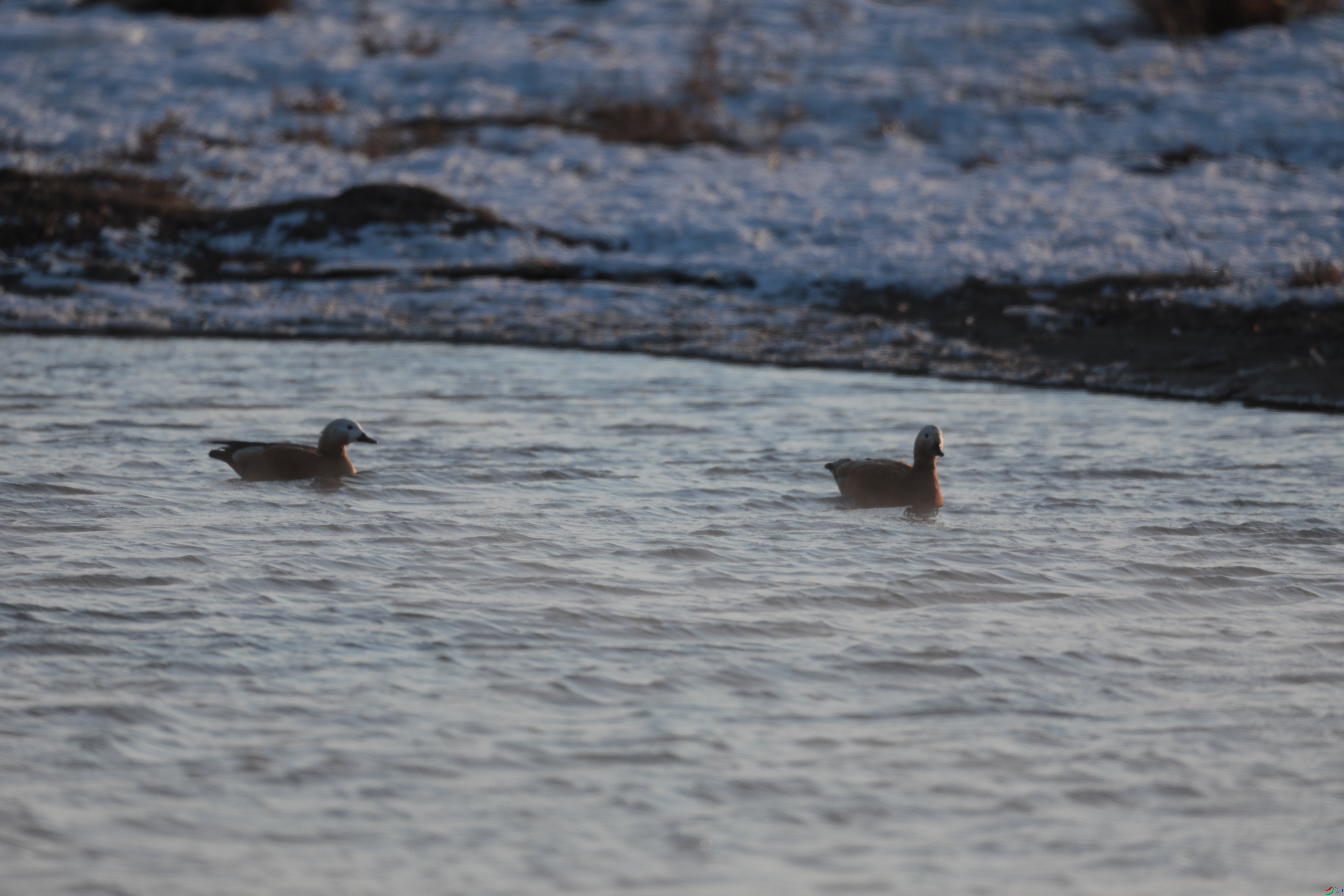 ����Ѽ424/01