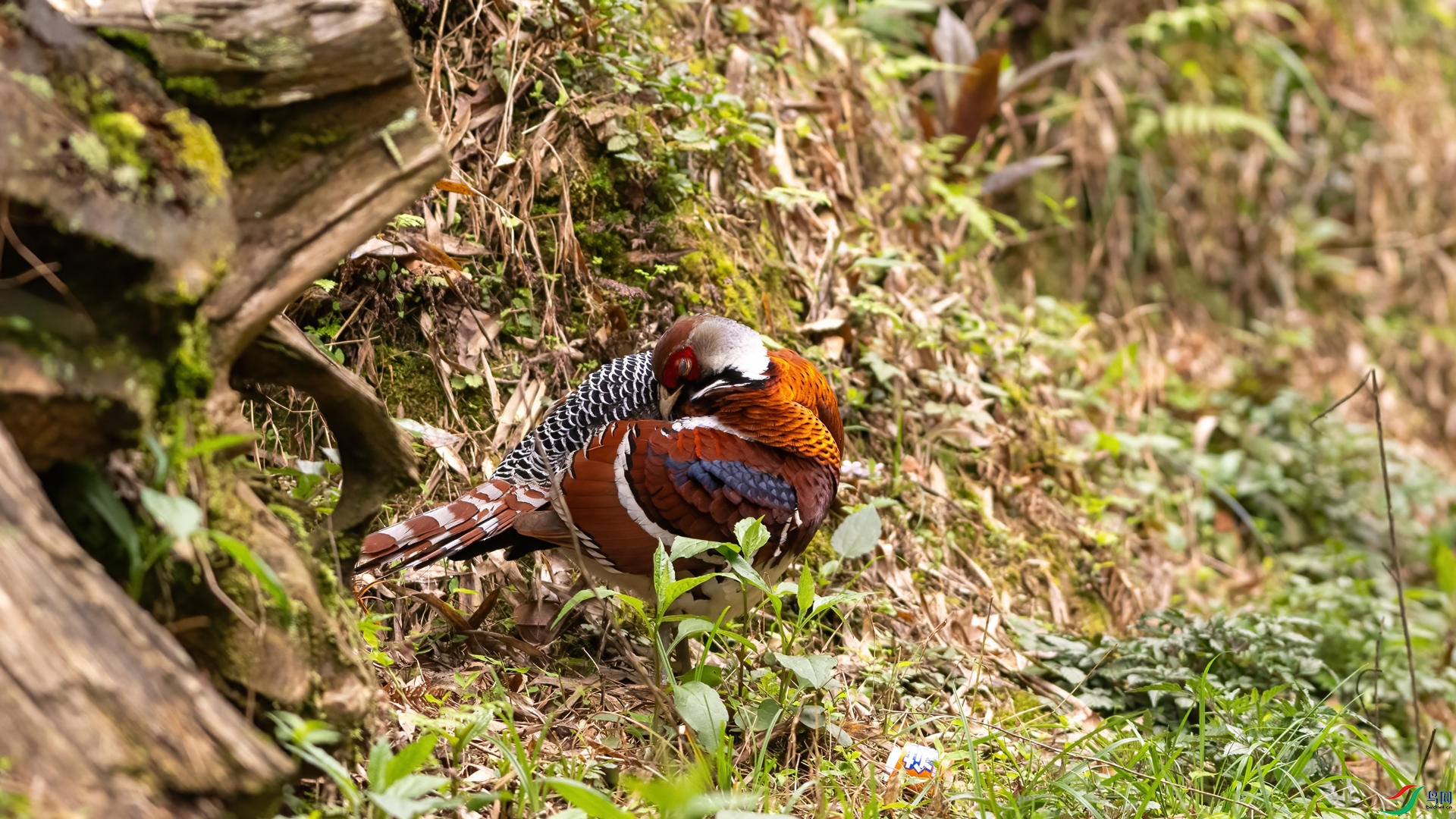 _DSC0285 ����.jpg