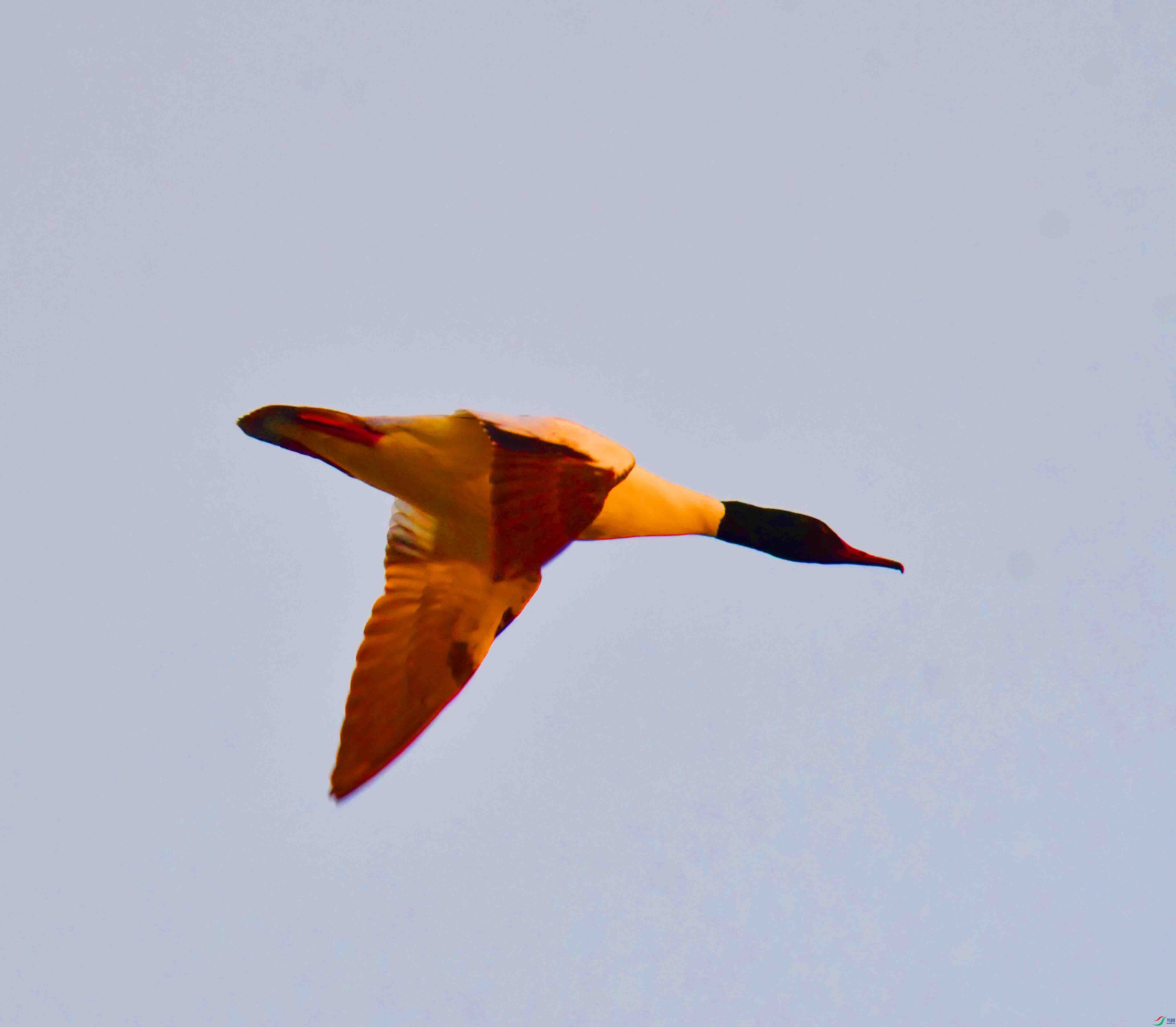 DSC_2069.JPG