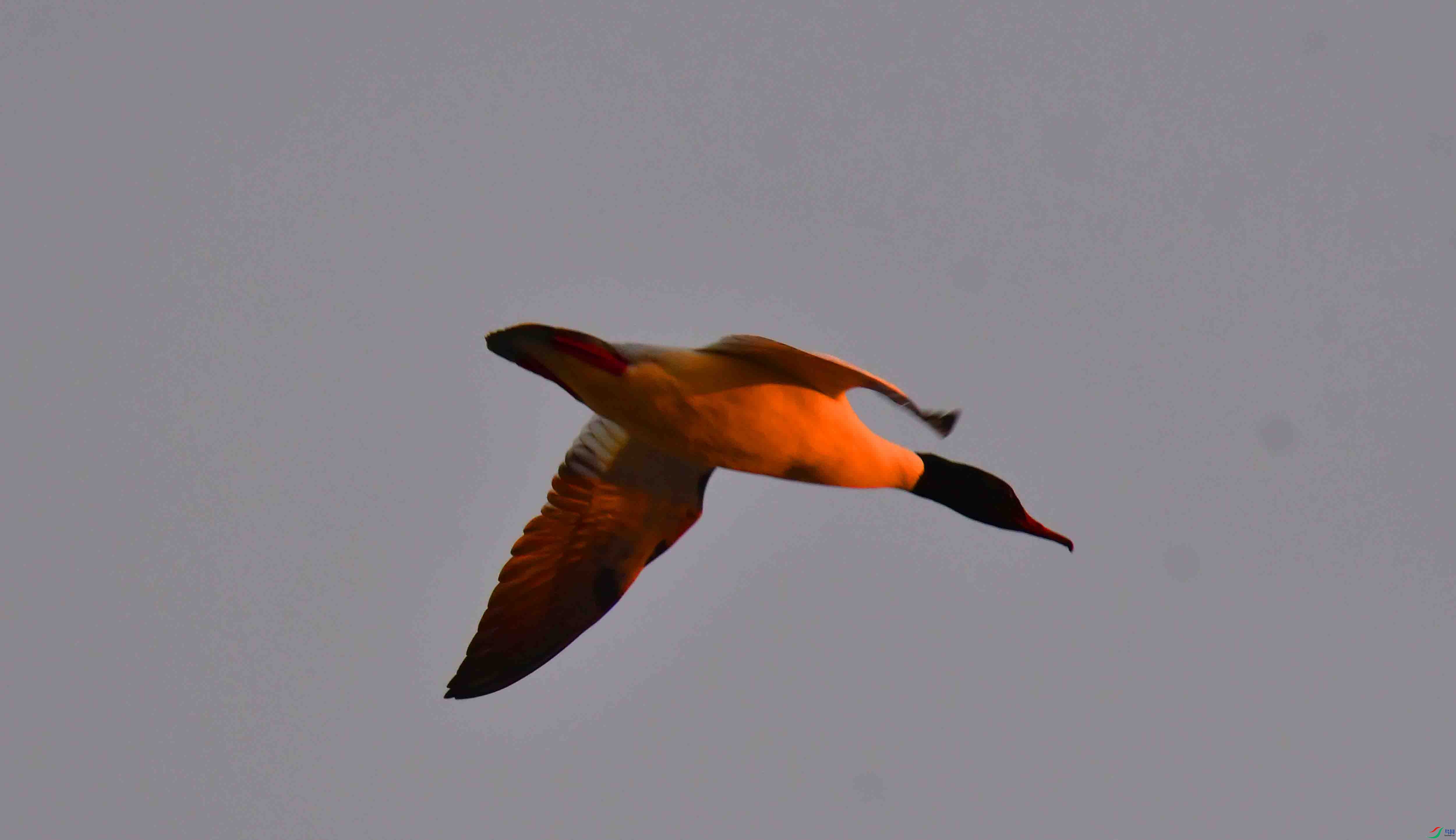 DSC_2071.JPG