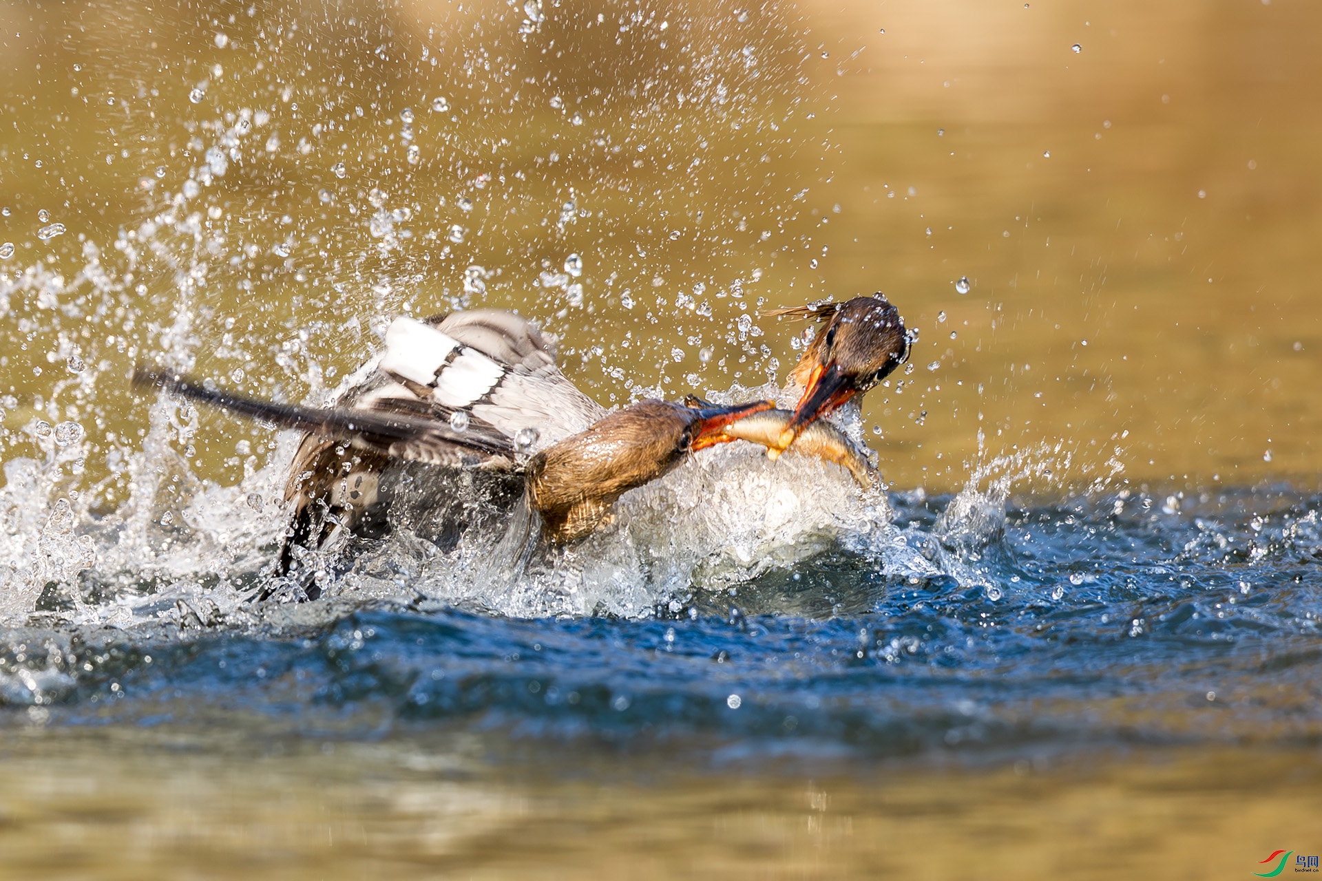 _F9A3263 ����.jpg