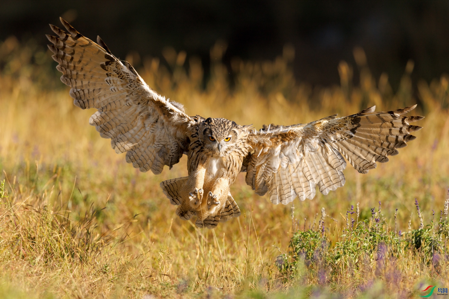 3Z6A0208 ����.jpg