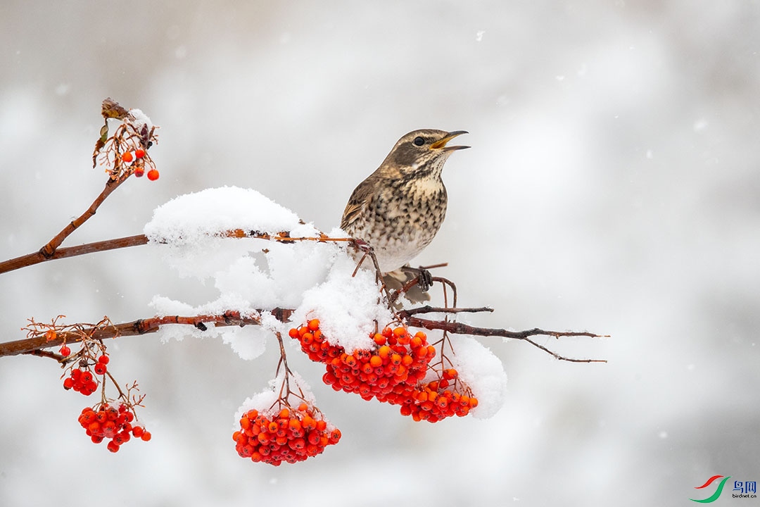 BN5I8084 ����.jpg