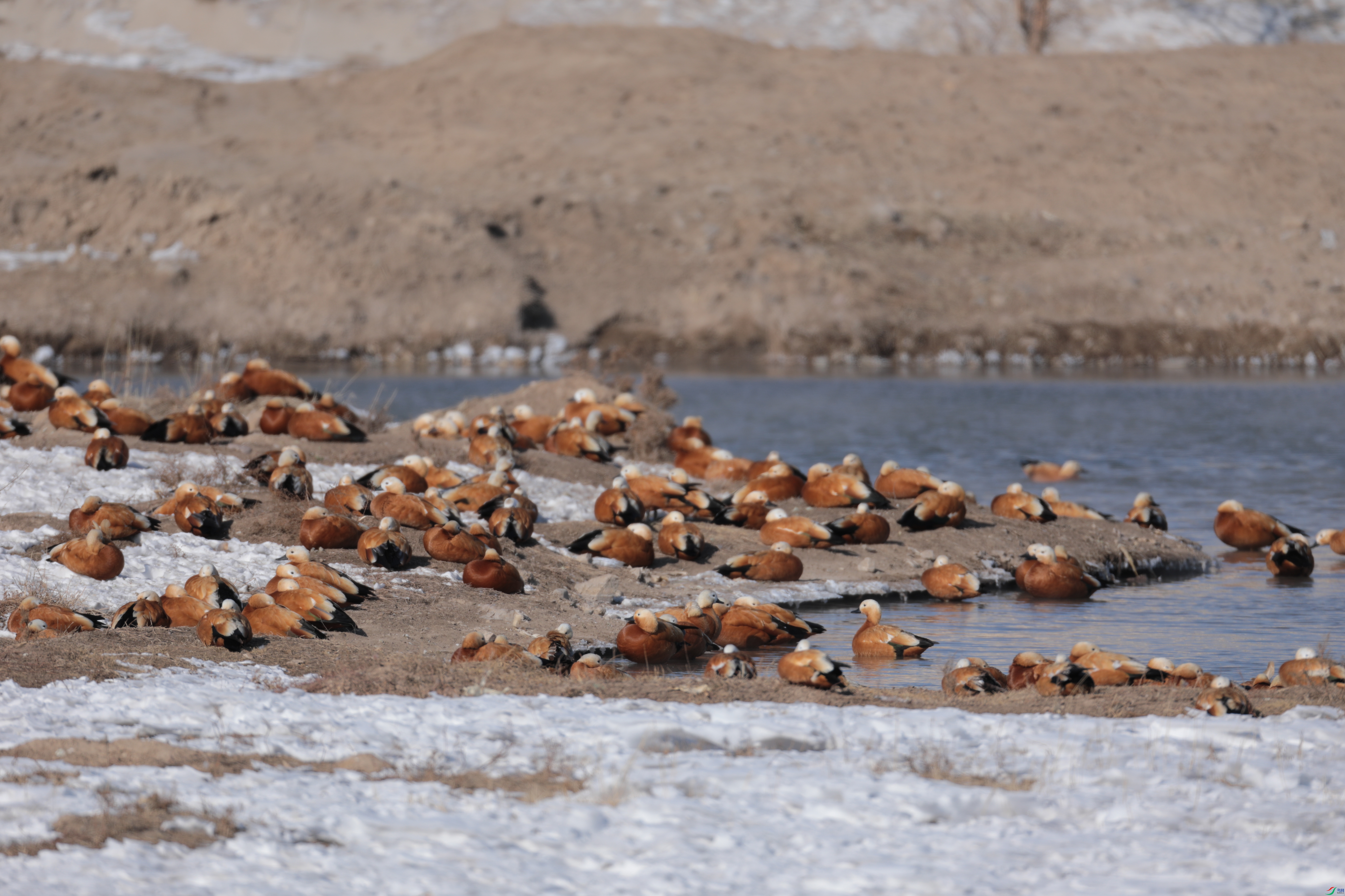 ����Ѽ425/01