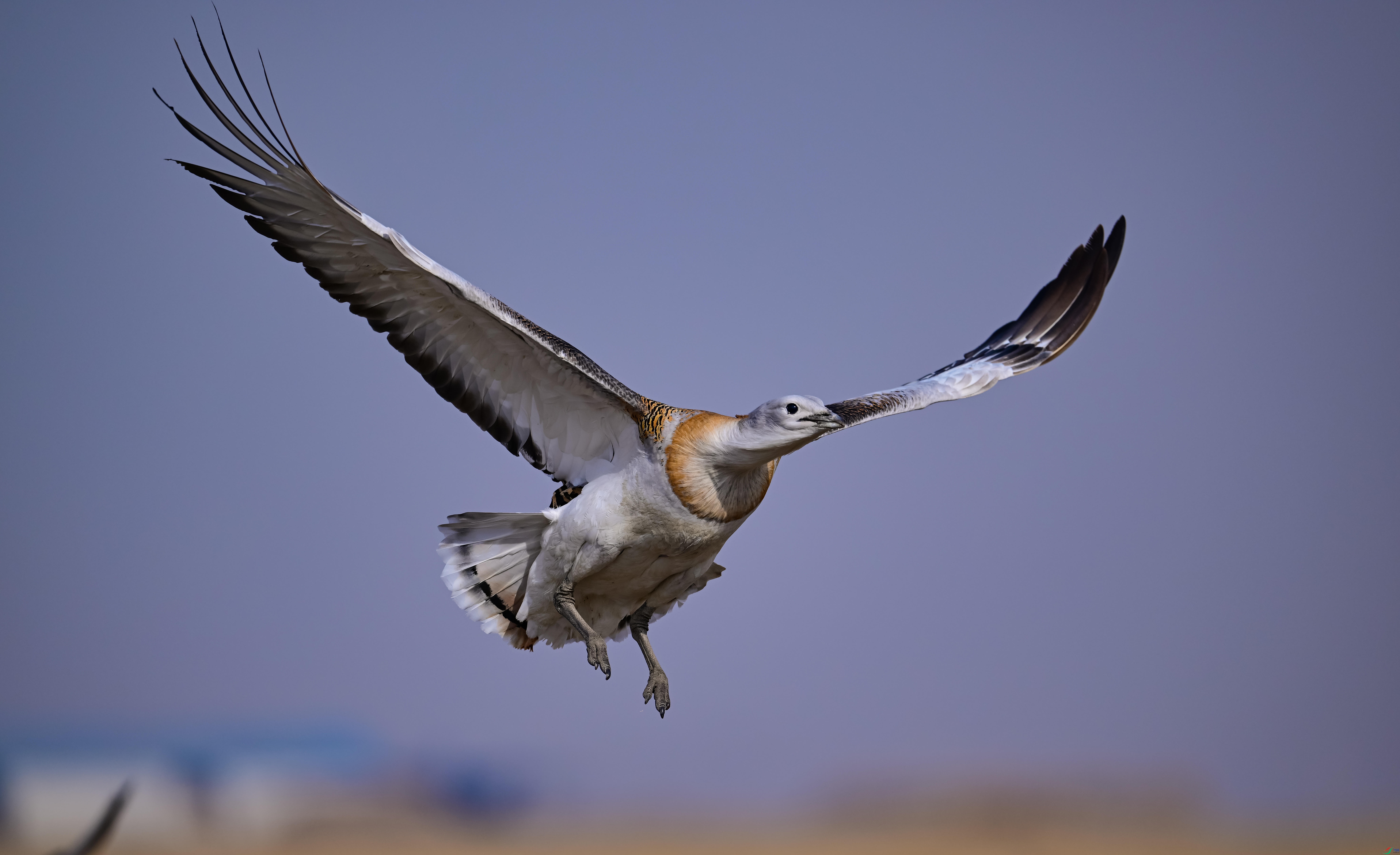 DSC_4183.jpg