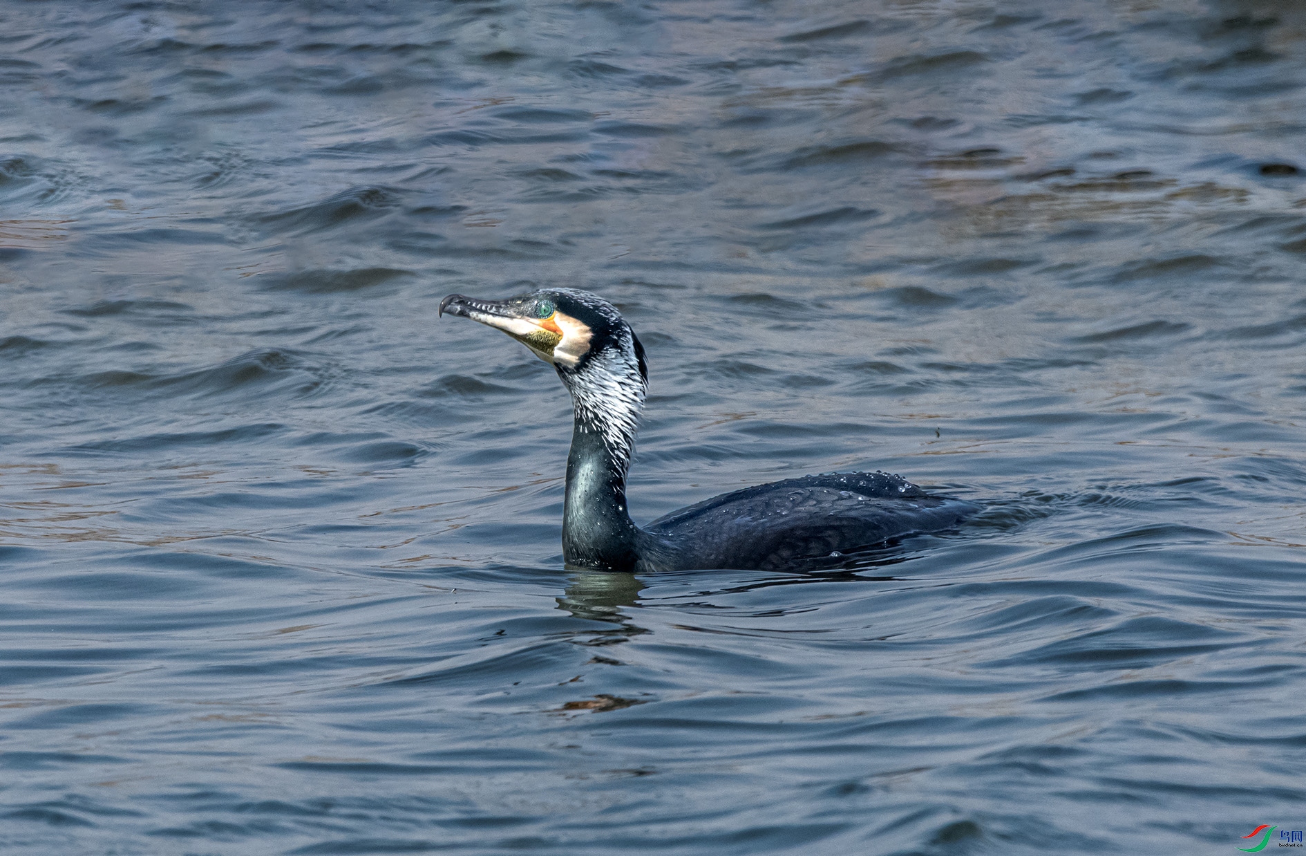 DSC_9795_��ͼ�� ����.jpg