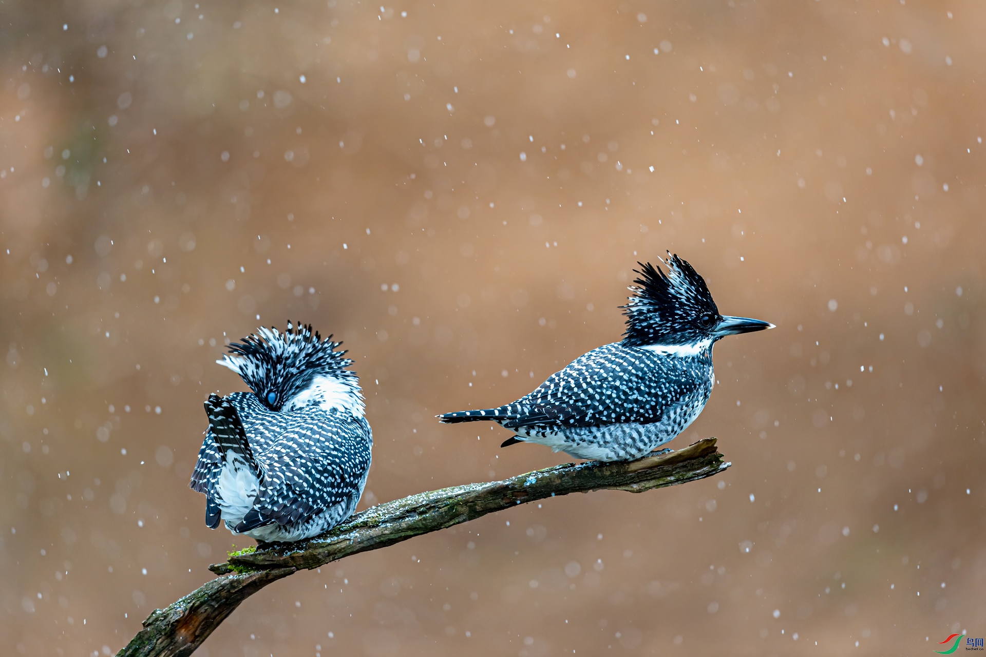 DSC_3891-11.jpg
