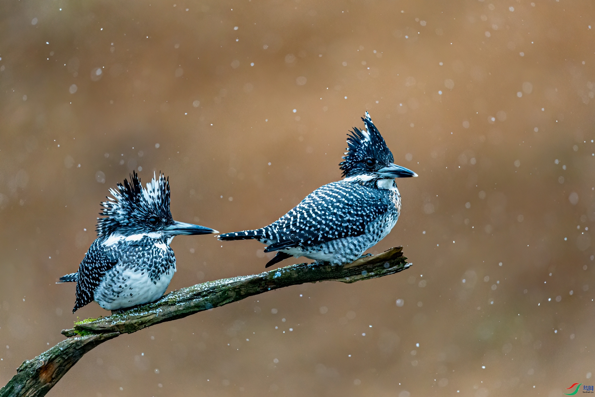 DSC_4028-11.jpg