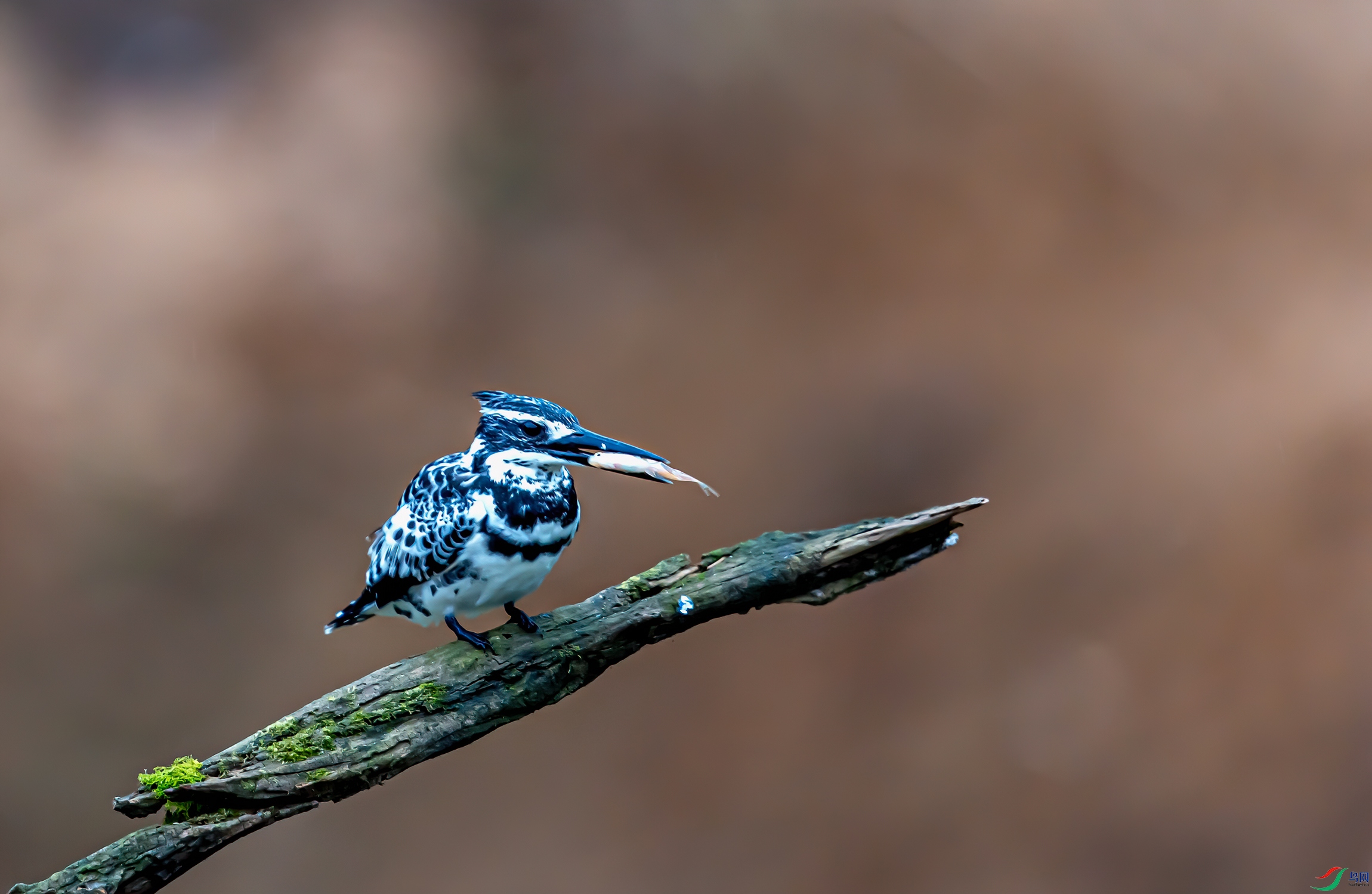 DSC_3675-11.jpg
