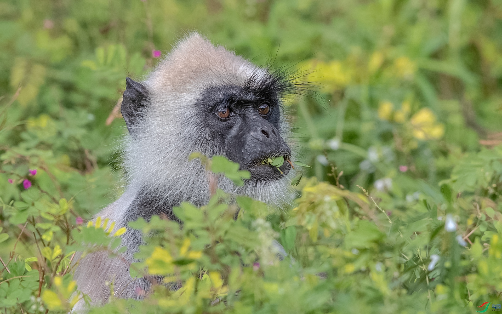 AK8I4426����  ��βҶ�� 03.jpg