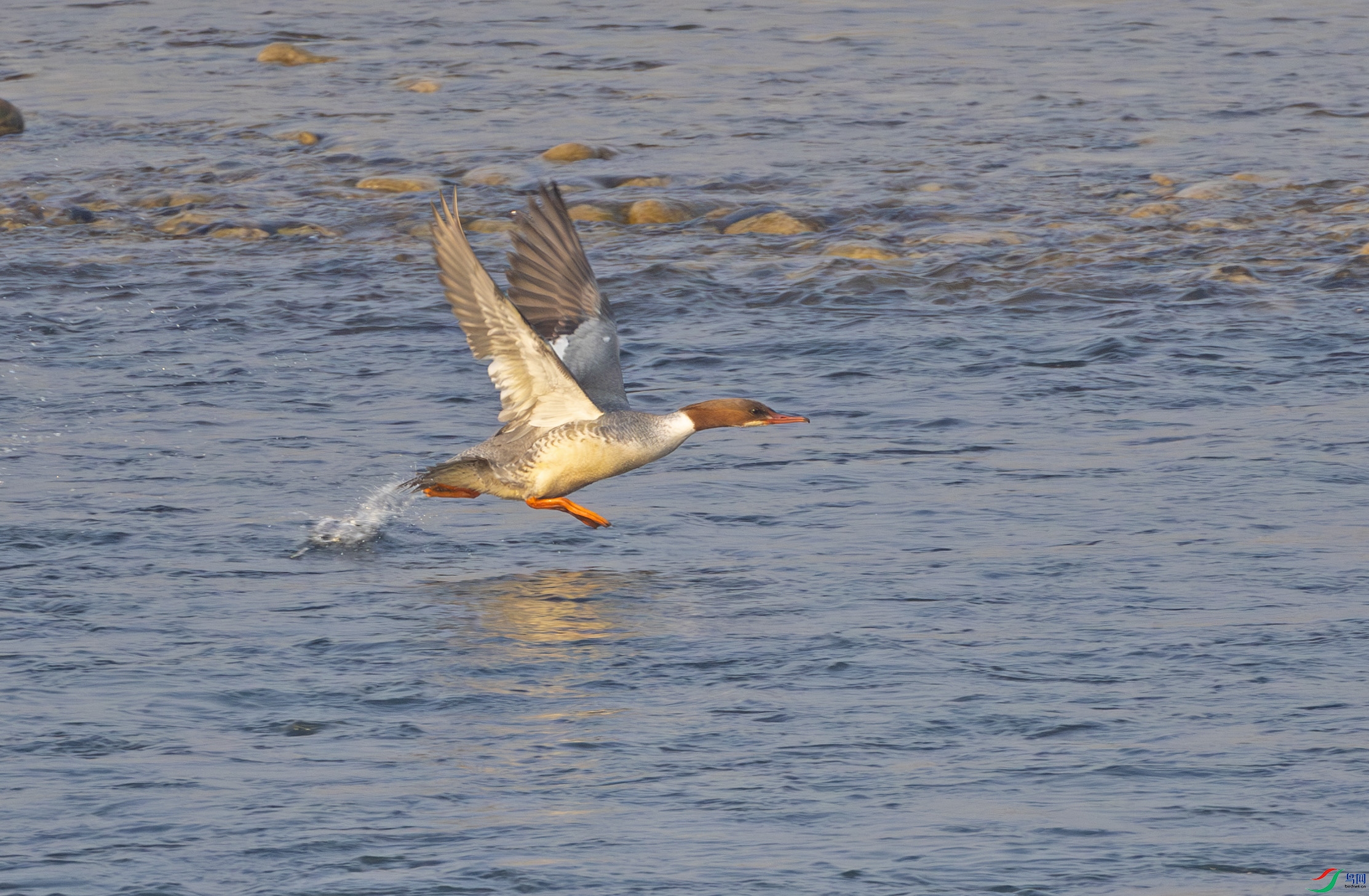 G47A8779-����ǿ-NR ����.jpg