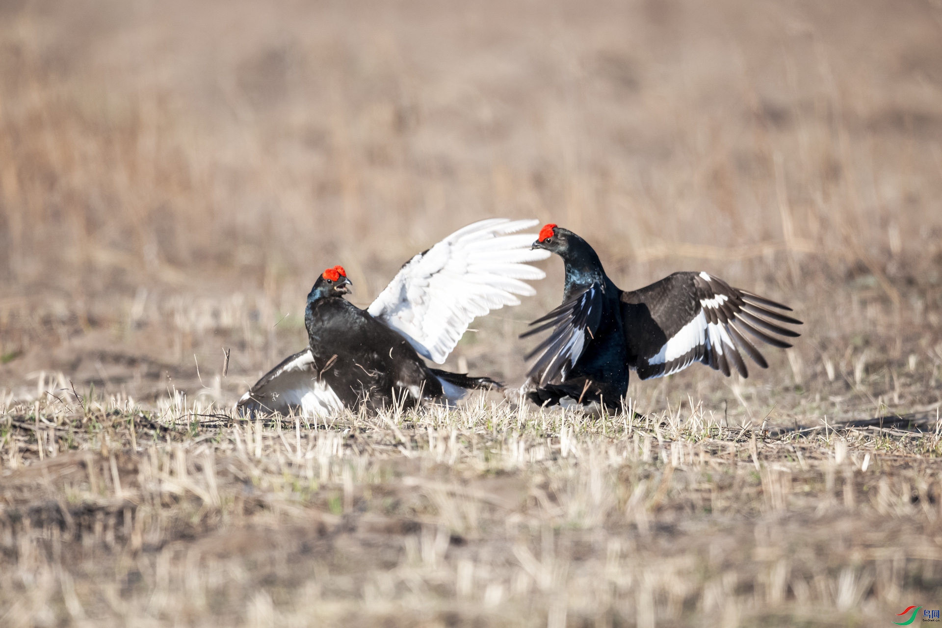 DSC_0667_����.jpg