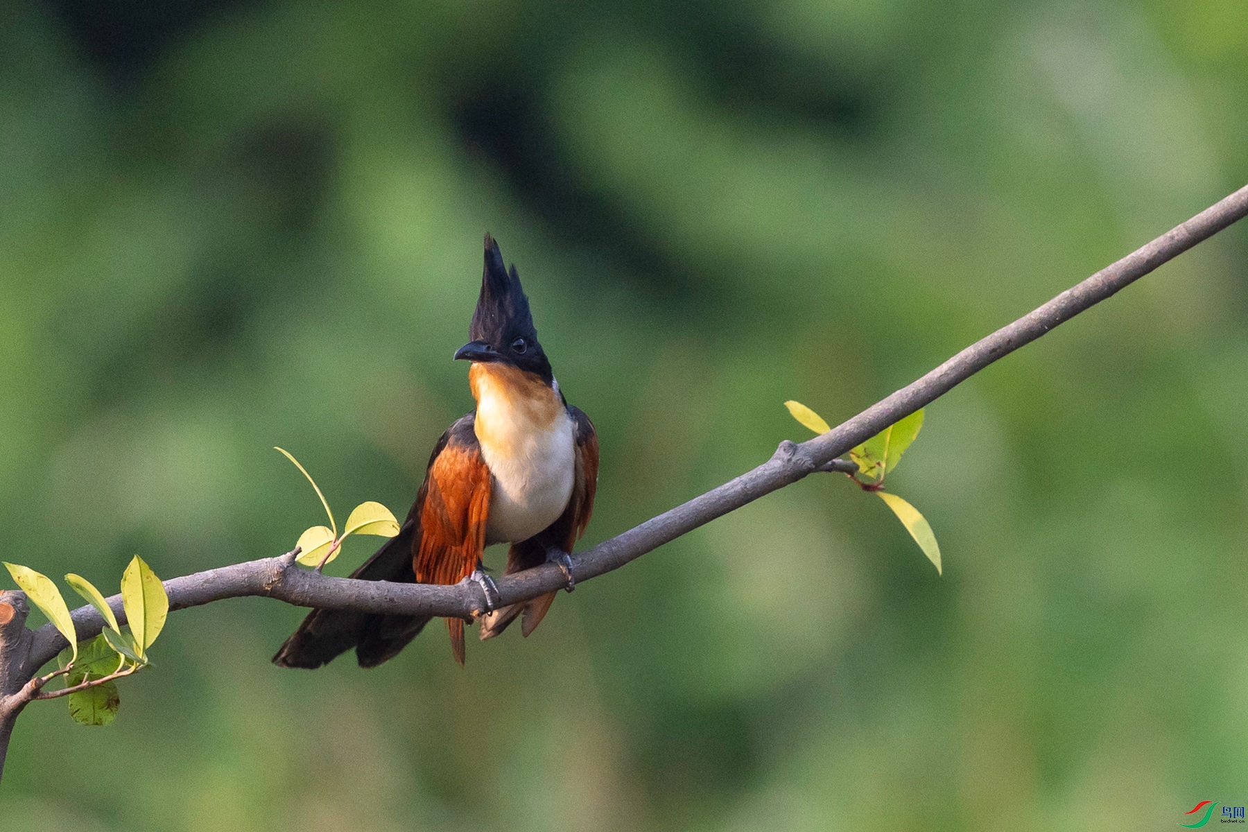 ����ͷ��