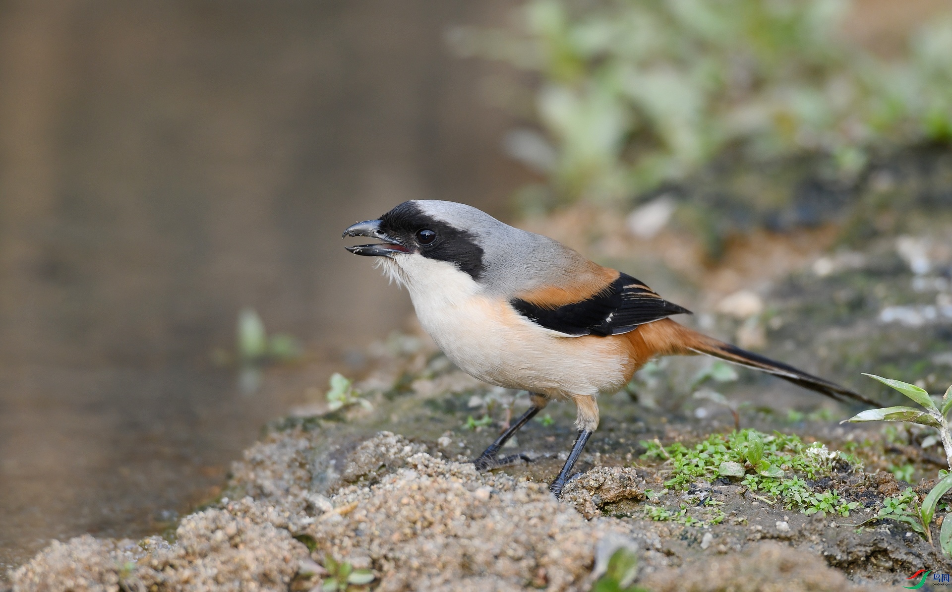 DSC_6488.jpg