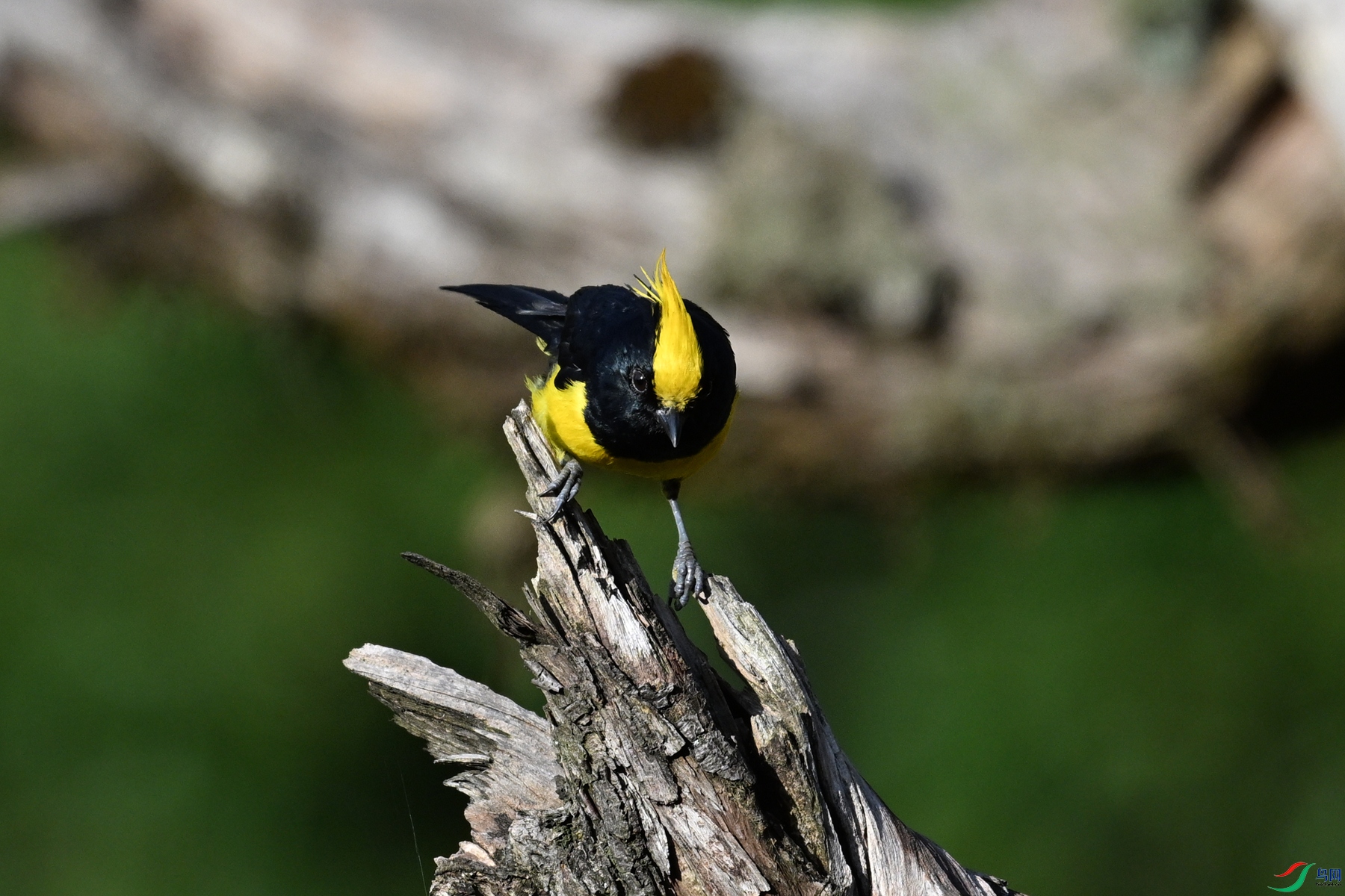 DSC_2398.JPG