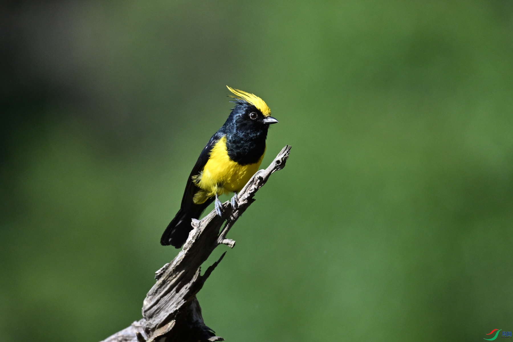 DSC_2381.JPG