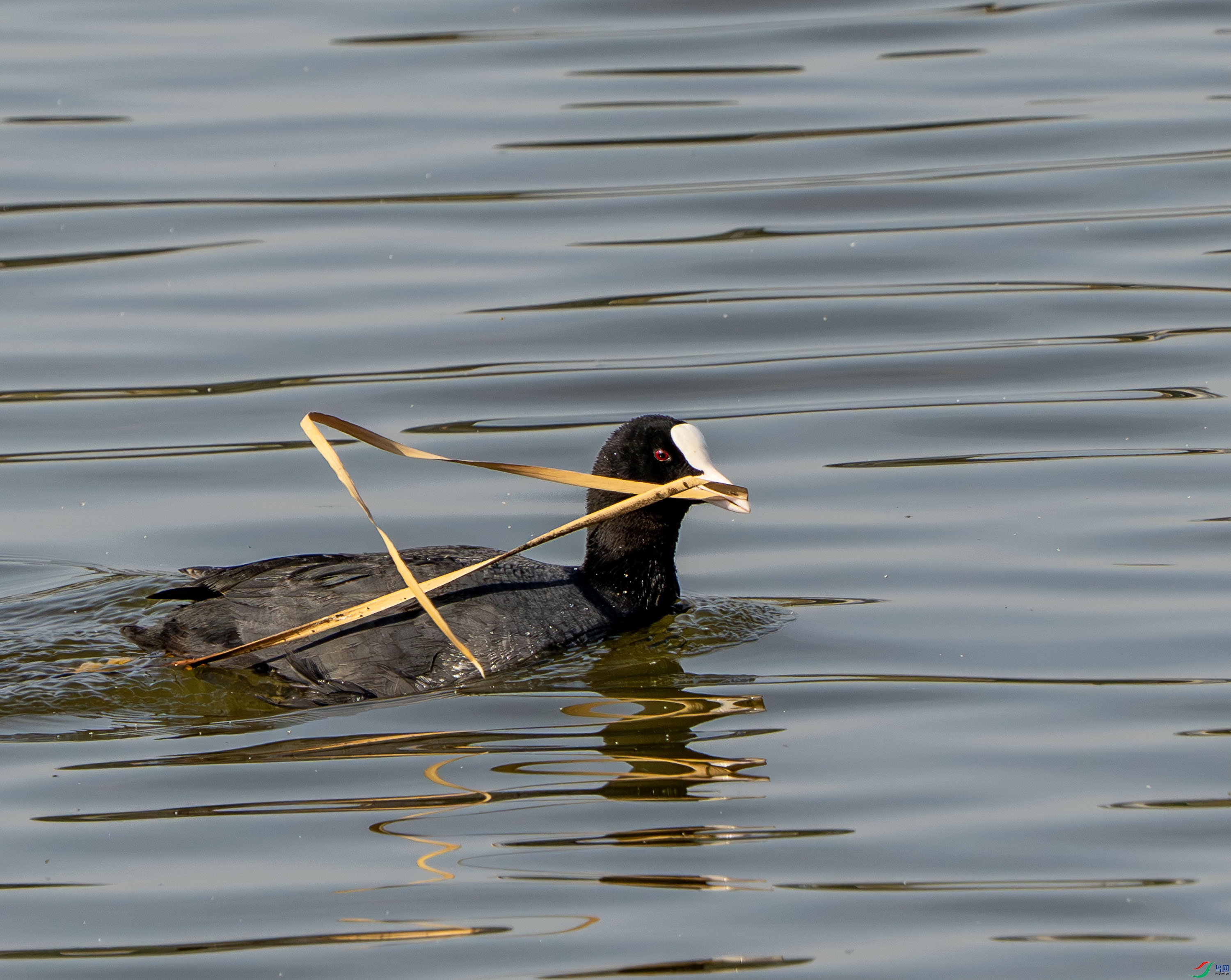 �׹Ƕ�-1-3 (5).jpg