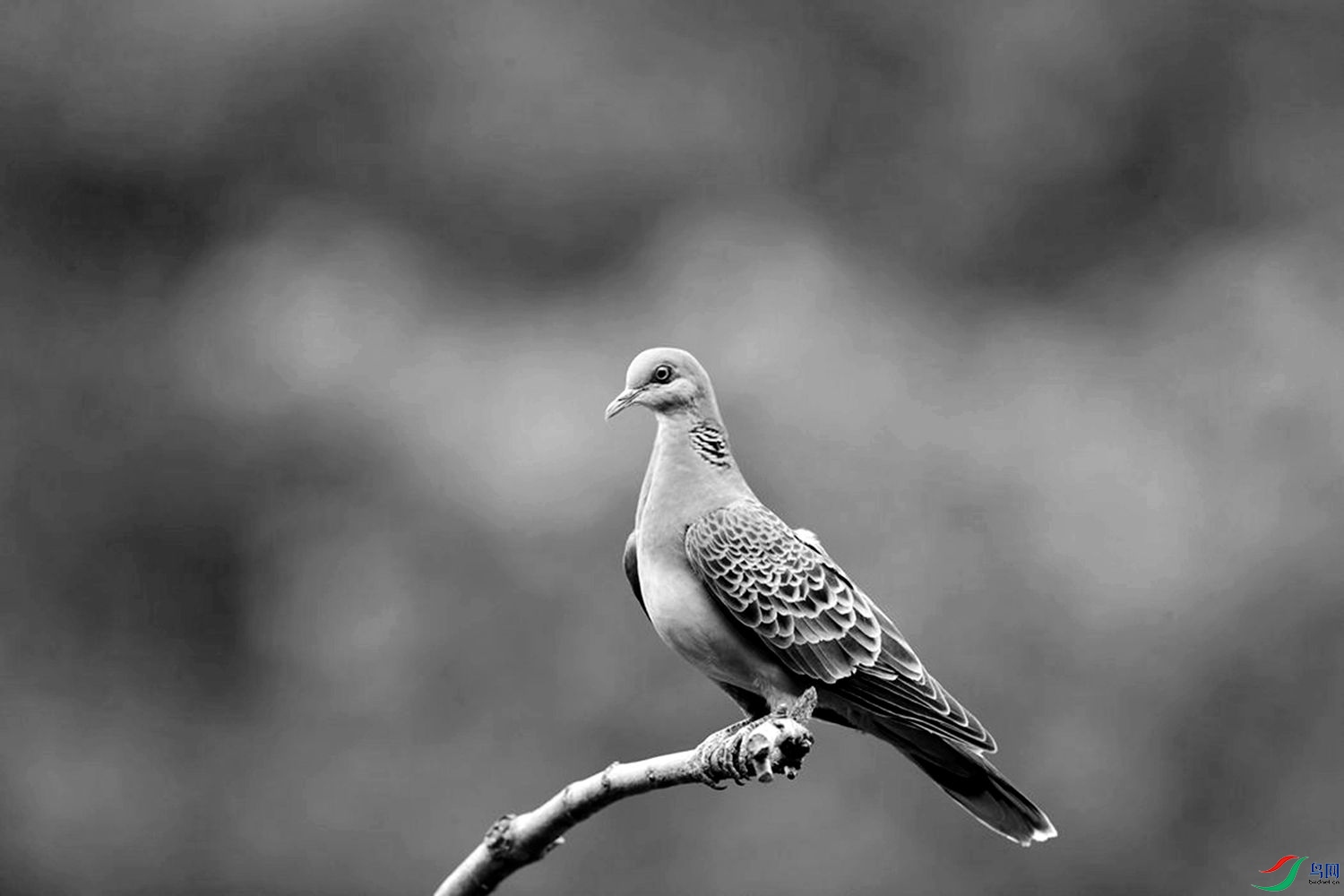 212_�������_����.jpg