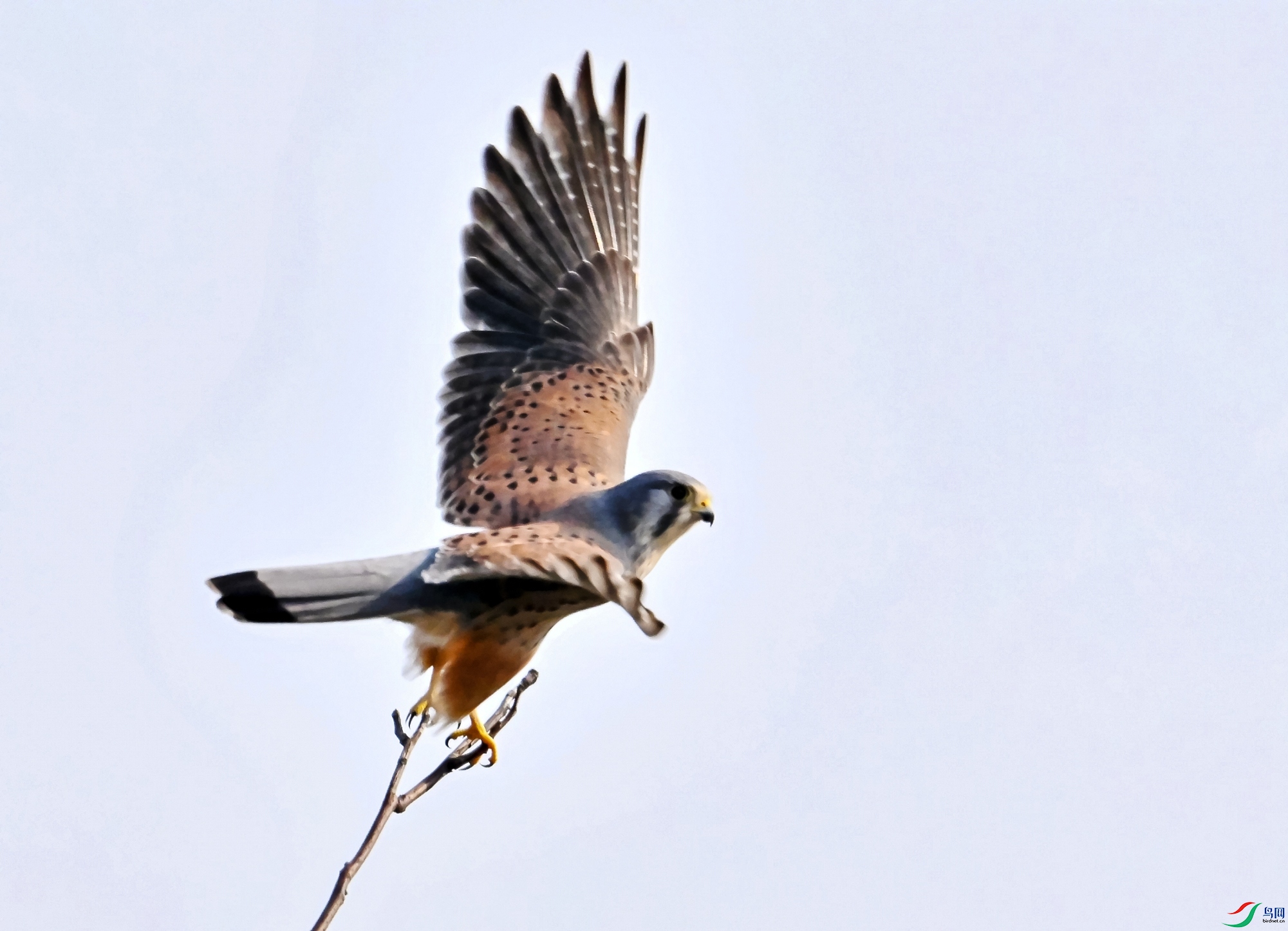 DSC_5768_conew1.jpg
