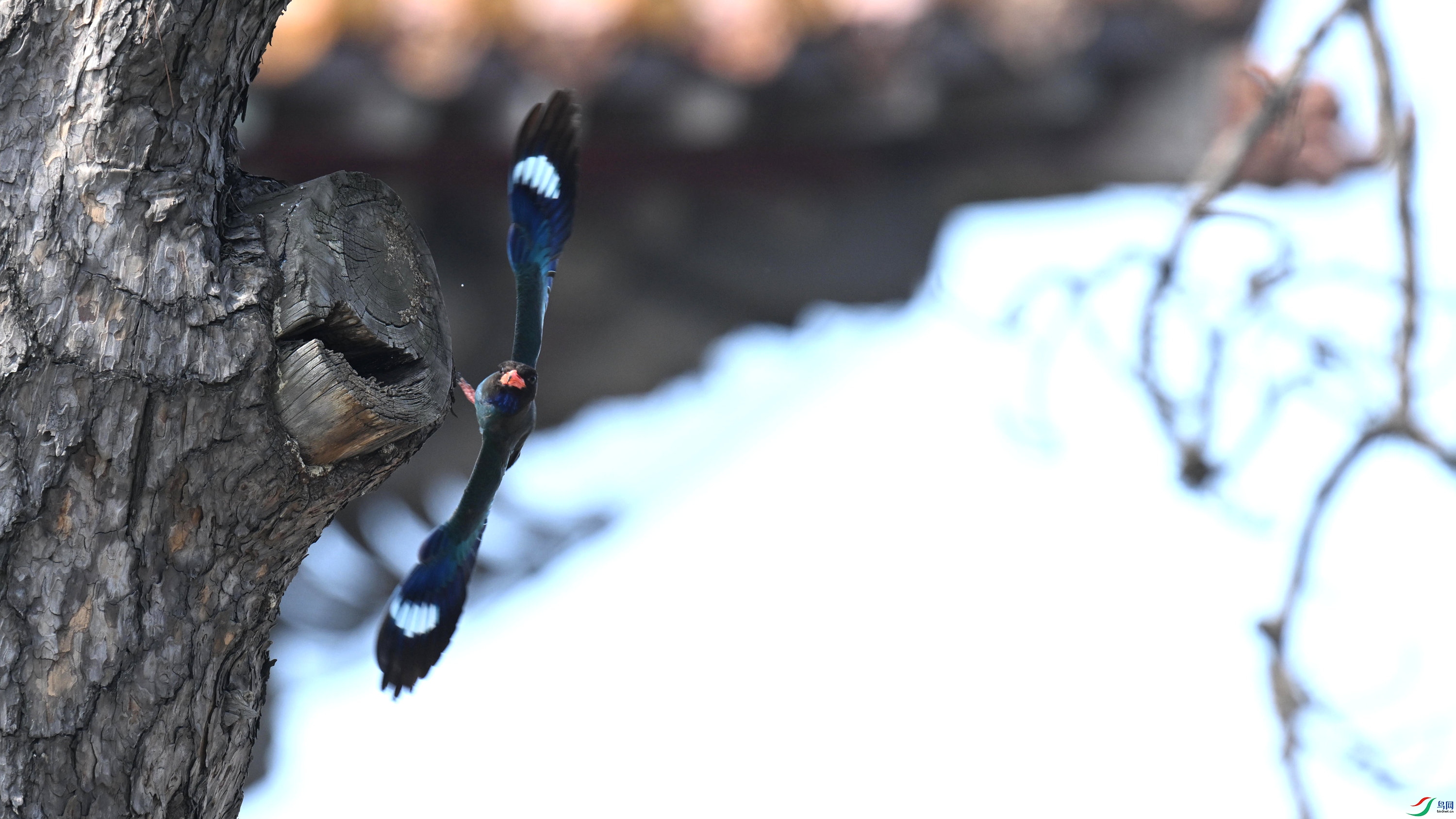 ������ (23).jpg