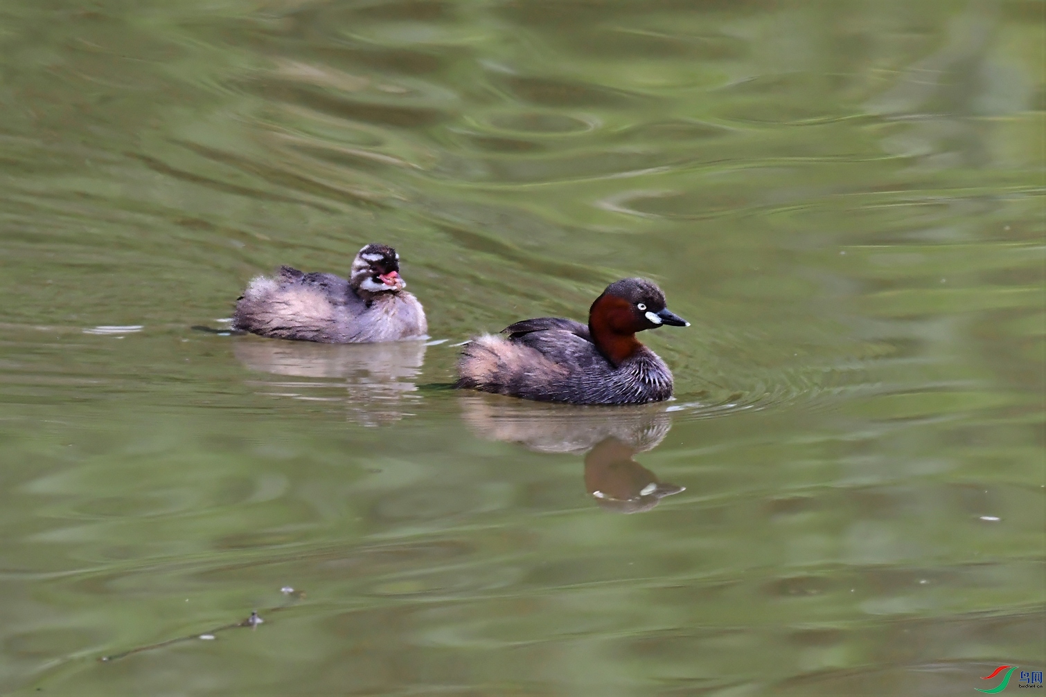 DSC_0755 ����-topaz-sharpen-denoise-lighting dsc_0755 ����-topaz-sharpen-denoise-lighting1.jpg