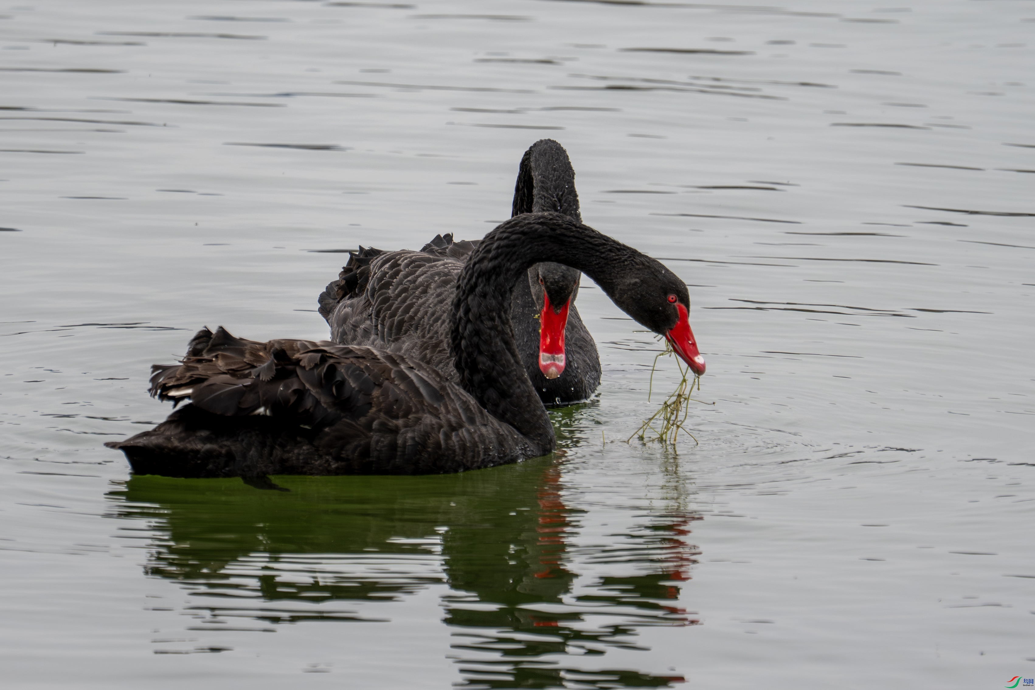 DSC_7259 ����.jpg