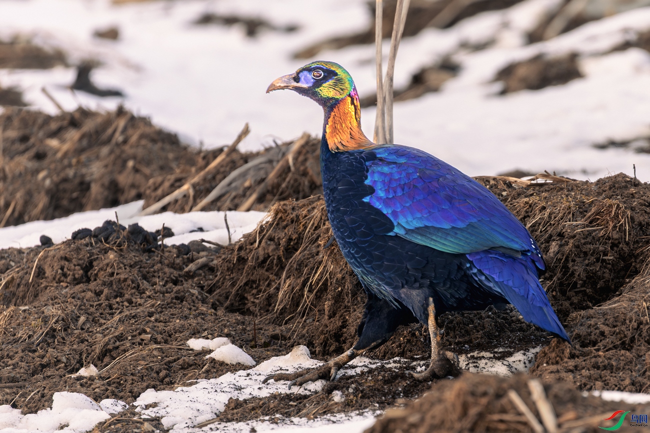 ��β����----��ɽ��ѩ������