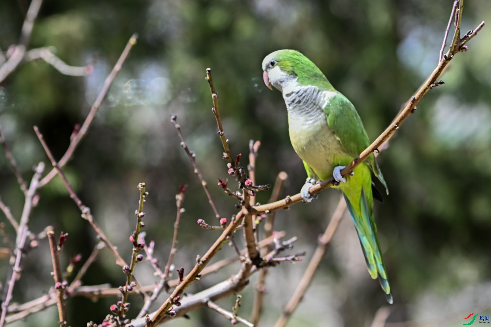 DSC_0329_1.jpg