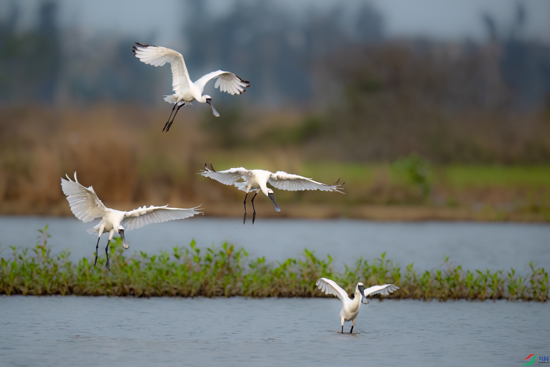 DSC_4703sen2026-2-8-19-�༭.jpg