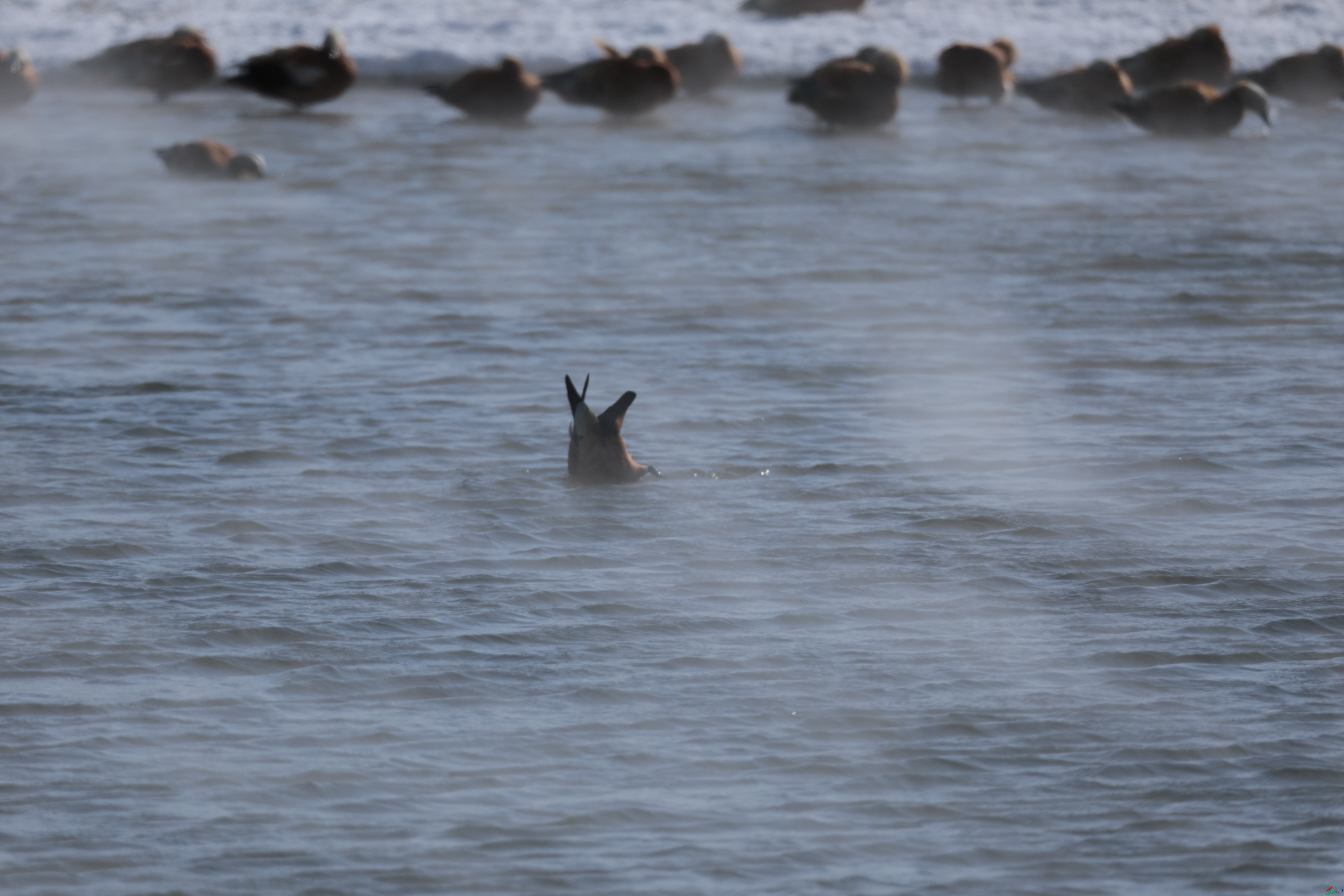 ����Ѽ426/01