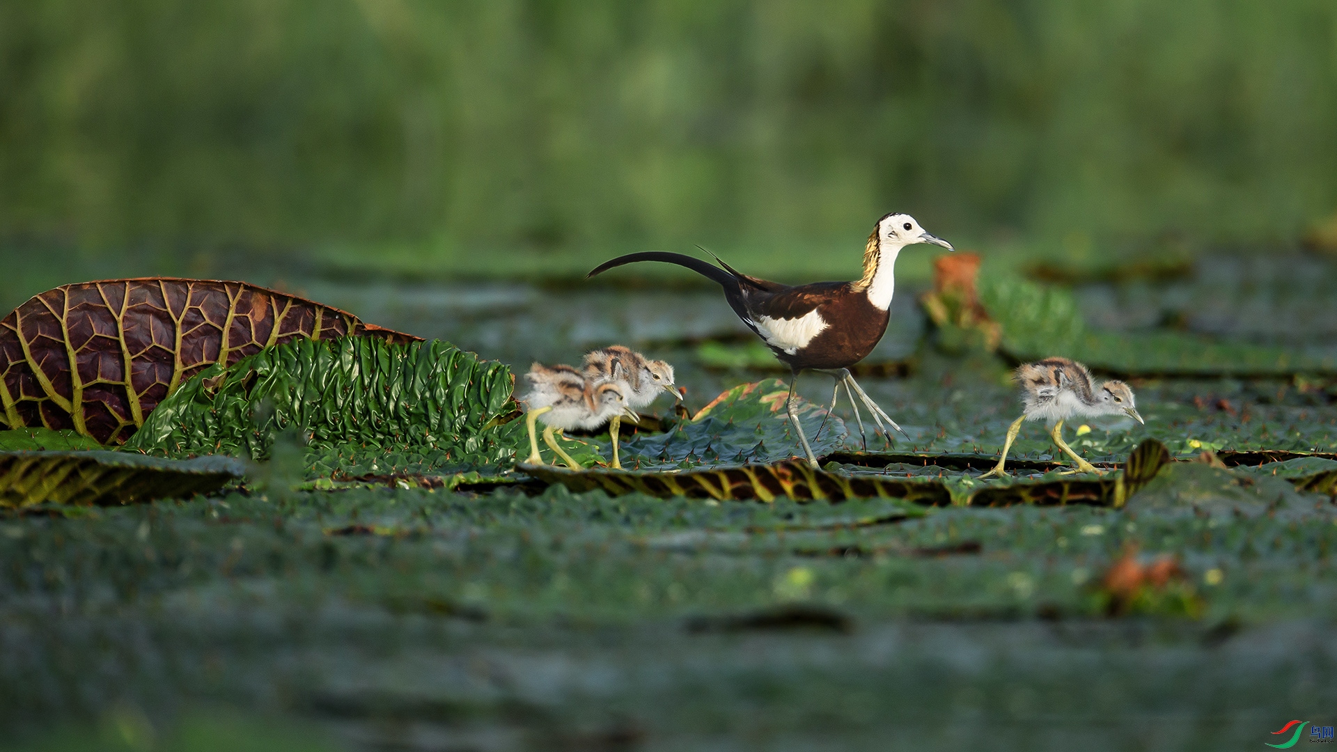 BN2T9300_��ͼ��_��ͼ��_��ͼ�� ����a_��ͼ��.jpg