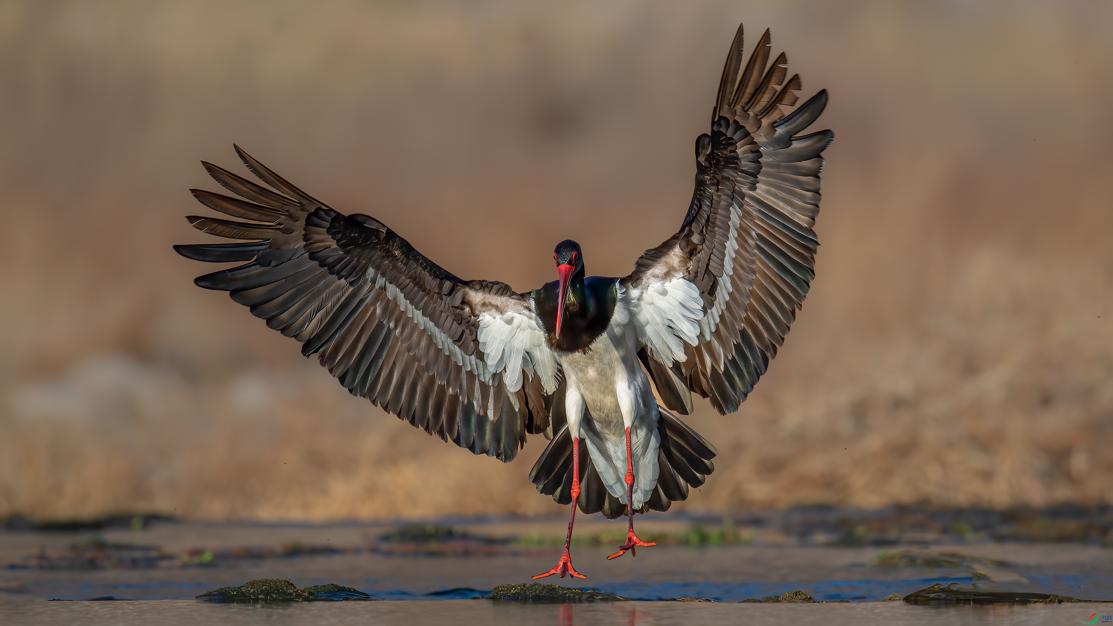 ����ĺ���