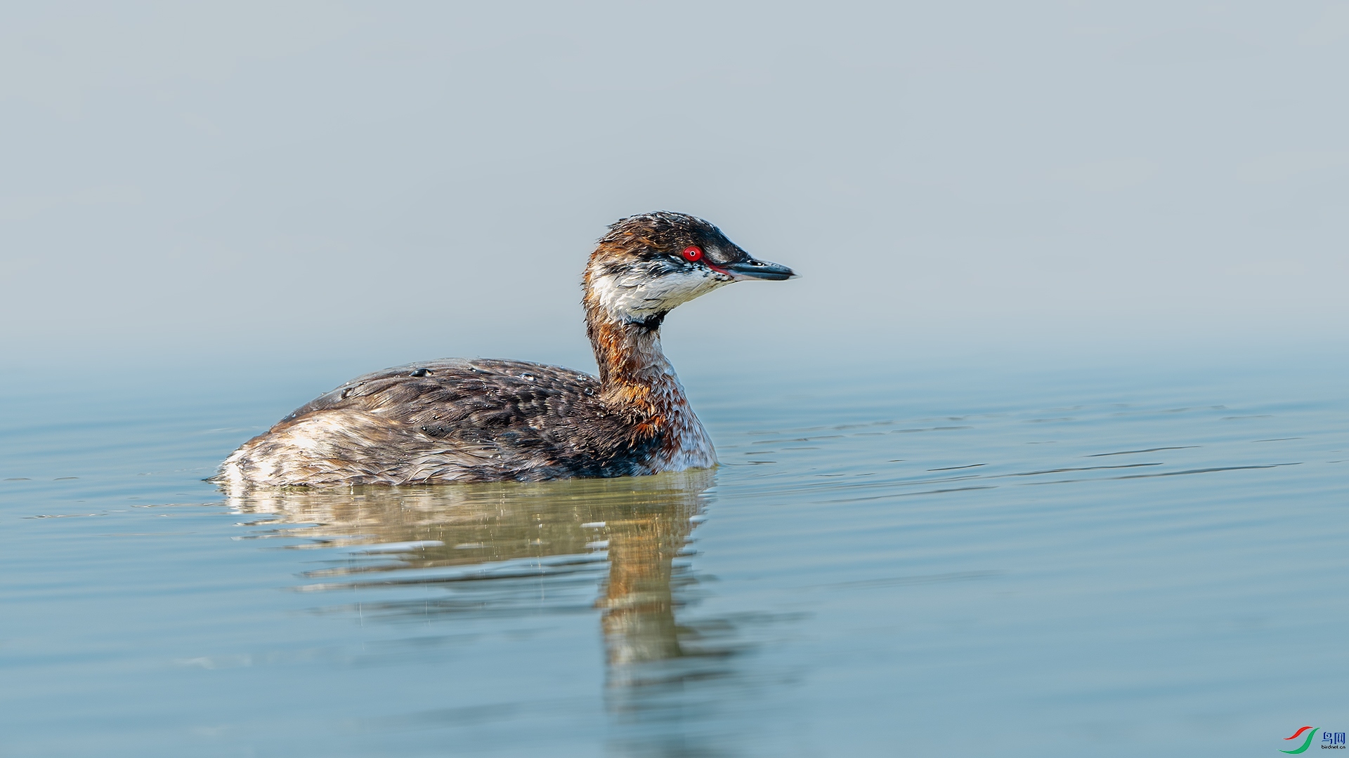 DSC_3549-����ǿ-NR ����.jpg