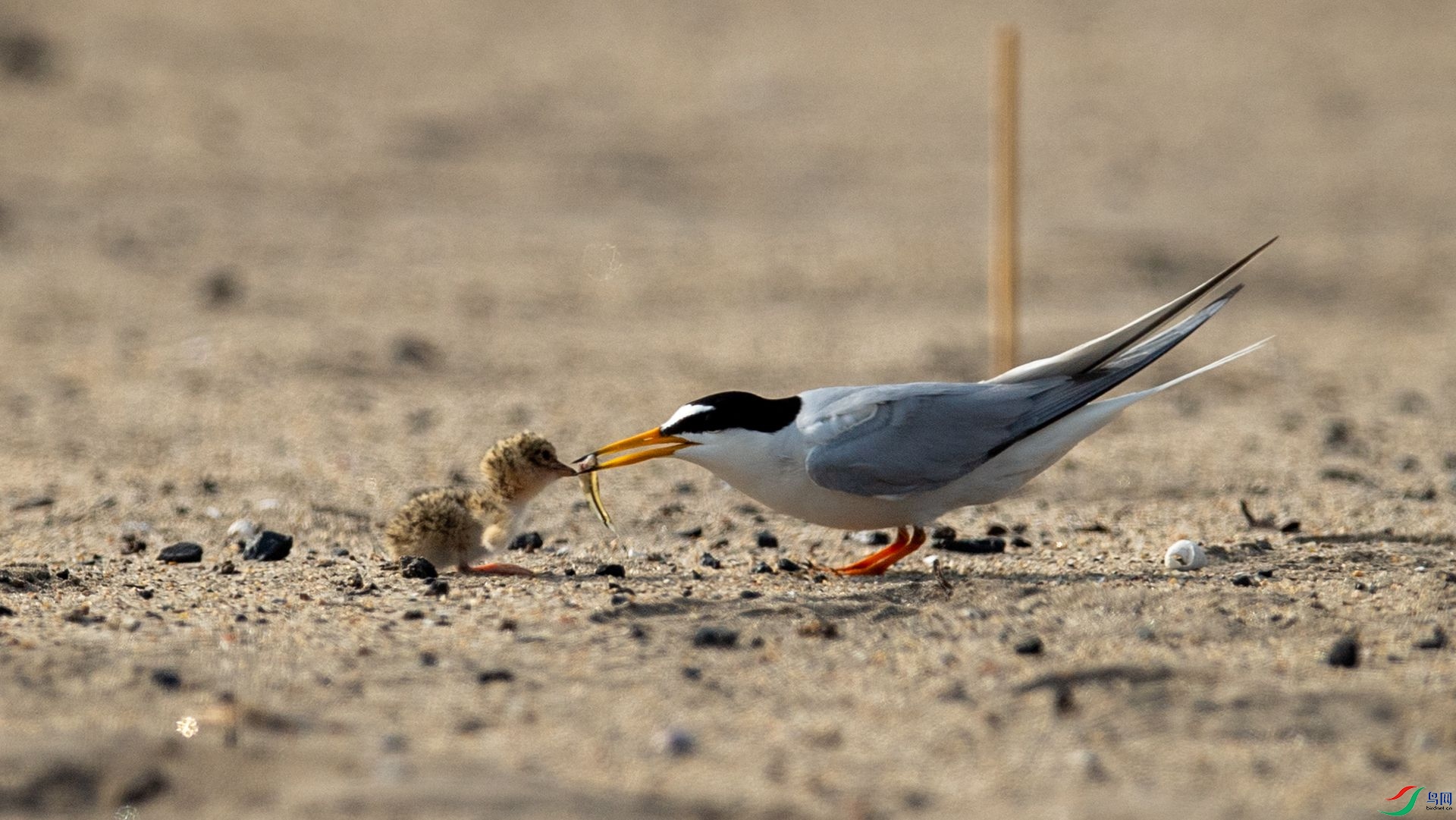 _WGB2302 ����.jpg