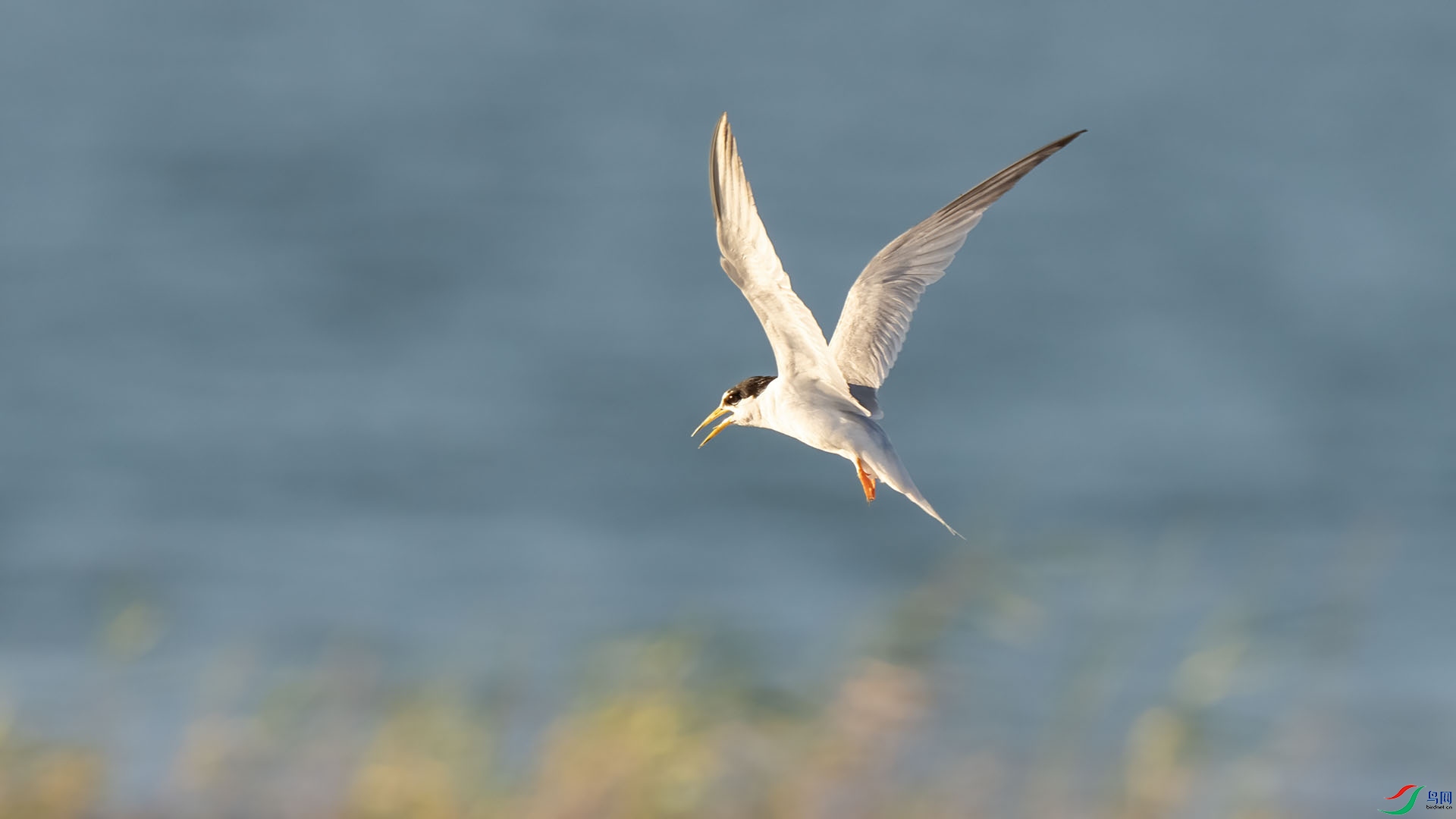 DSC01950 ����.jpg